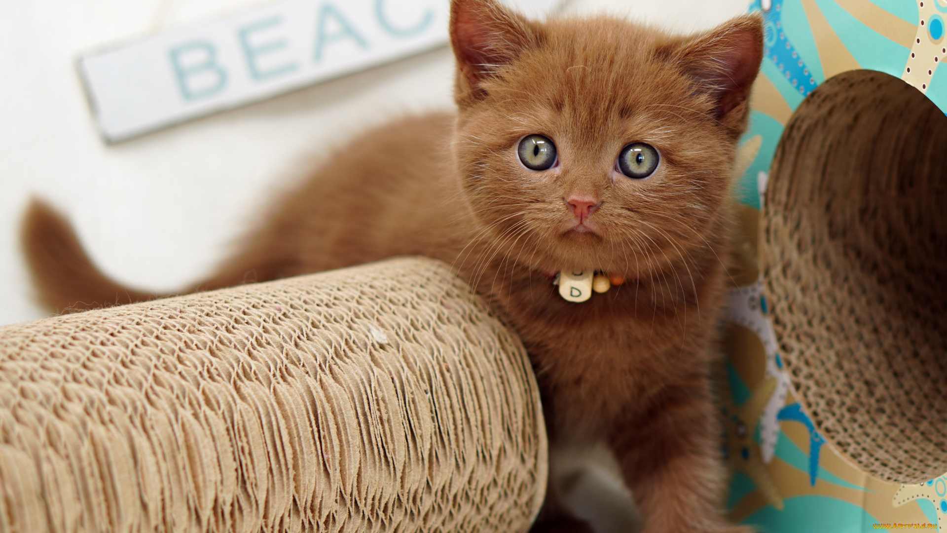 животные, коты, котёнок, комочек, шерсти, няшное, существо, да, и, лучший, друг, человека, мур, мяу