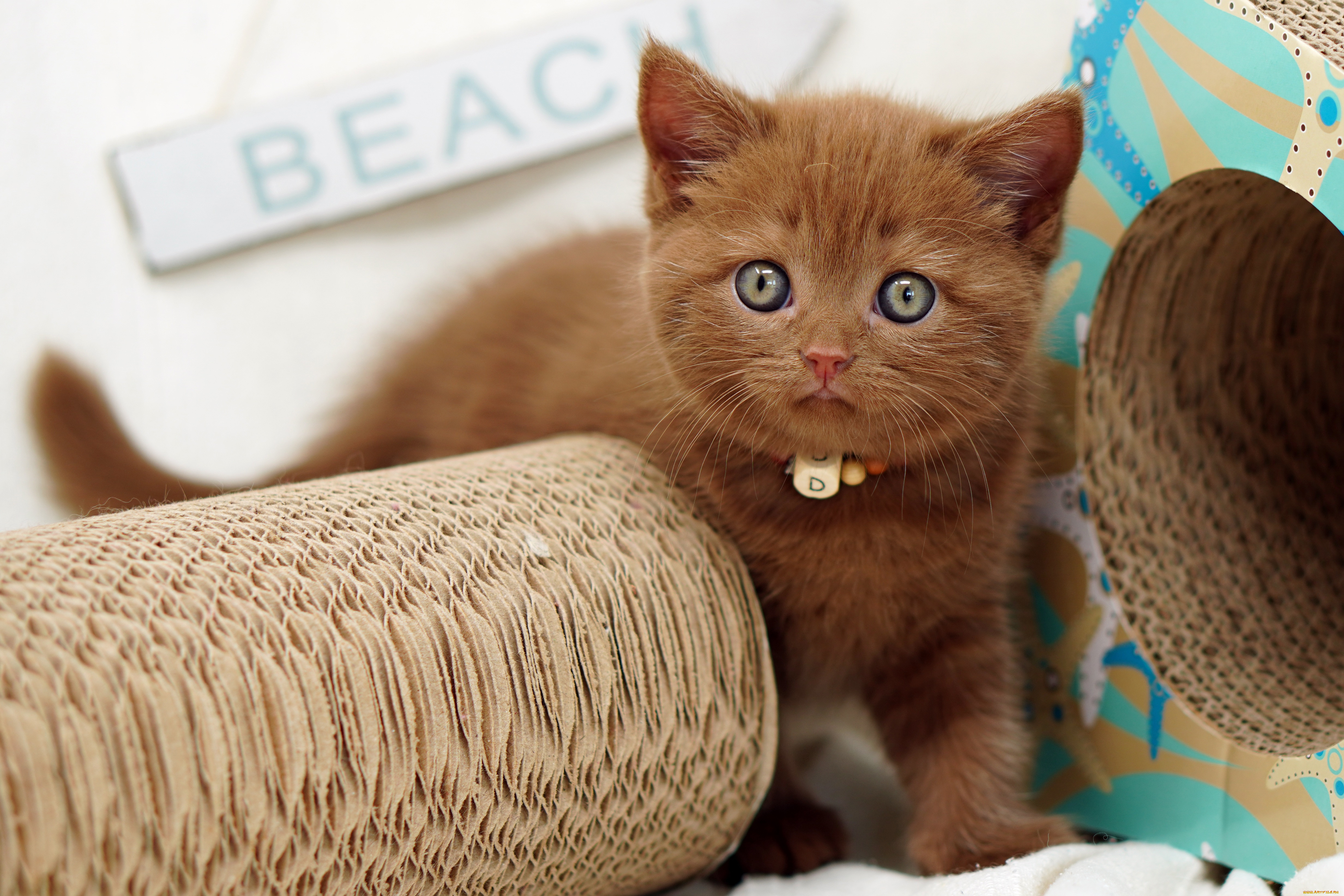 животные, коты, котёнок, комочек, шерсти, няшное, существо, да, и, лучший, друг, человека, мур, мяу