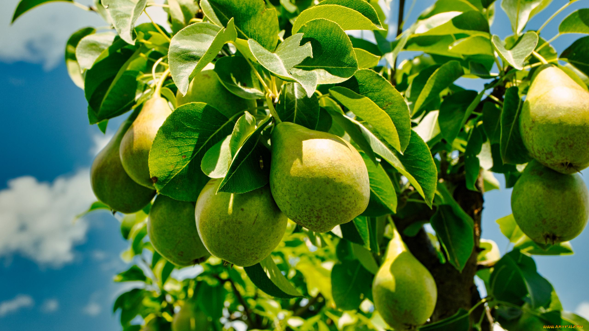 природа, плоды, груши