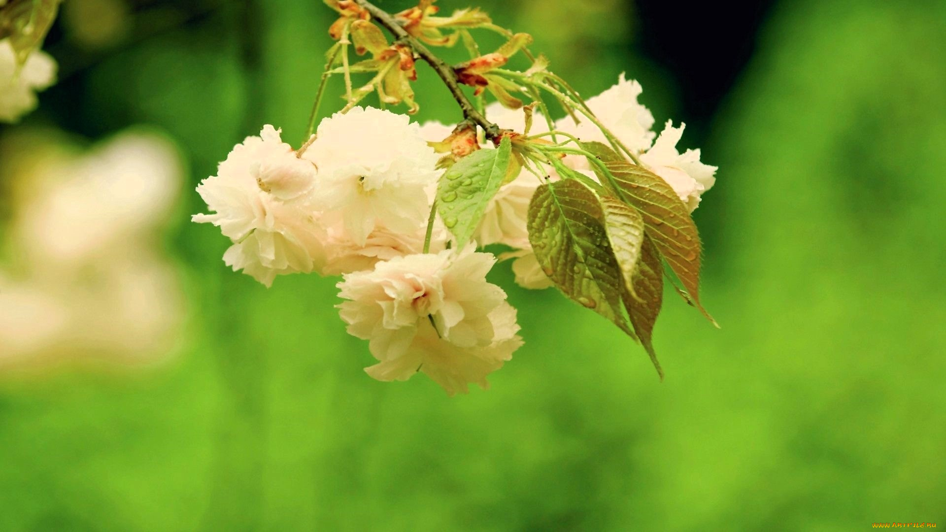 цветы, цветущие, деревья, , , кустарники, ветка, цветение