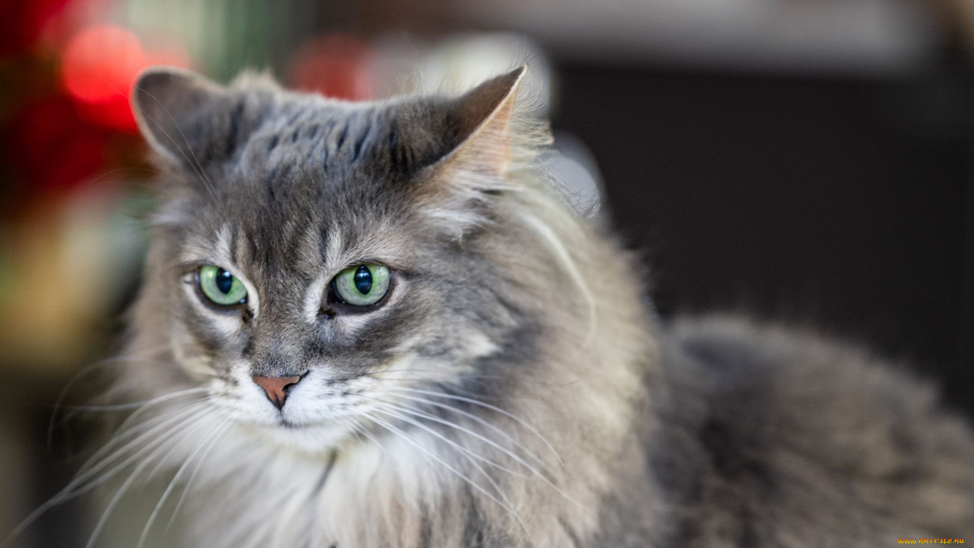 кот, животные, коты, животное, фауна, взгляд, цвет