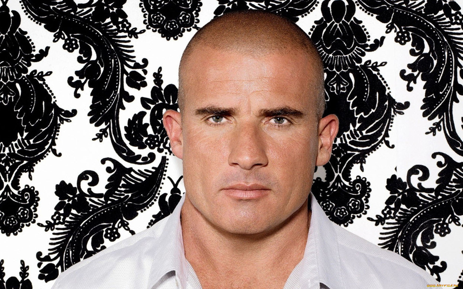 мужчины, dominic, purcell, лицо, лысина, рубашка, узор