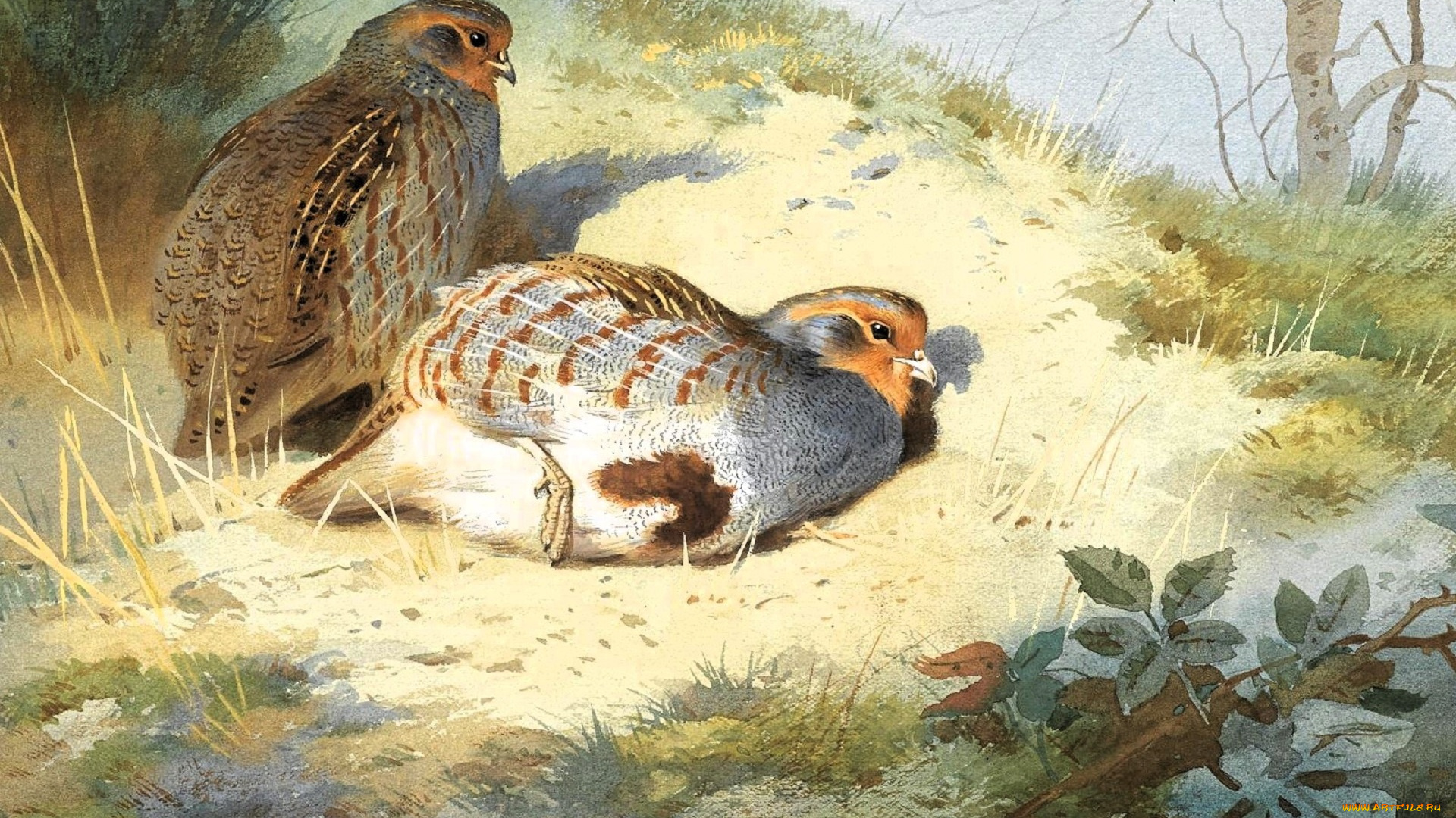 рисованное, archibald, thorburn, куропатки, птицы, пара, лес