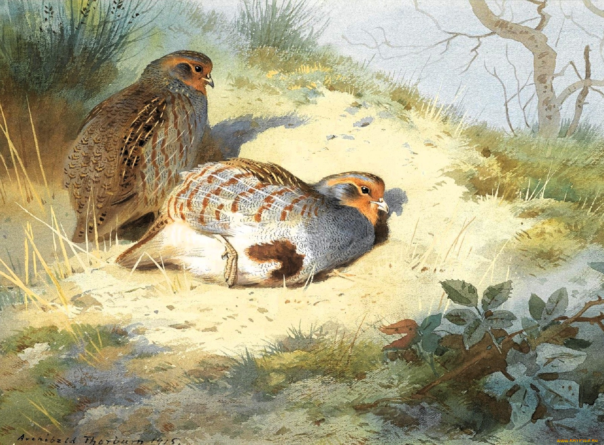 рисованное, archibald, thorburn, куропатки, птицы, пара, лес