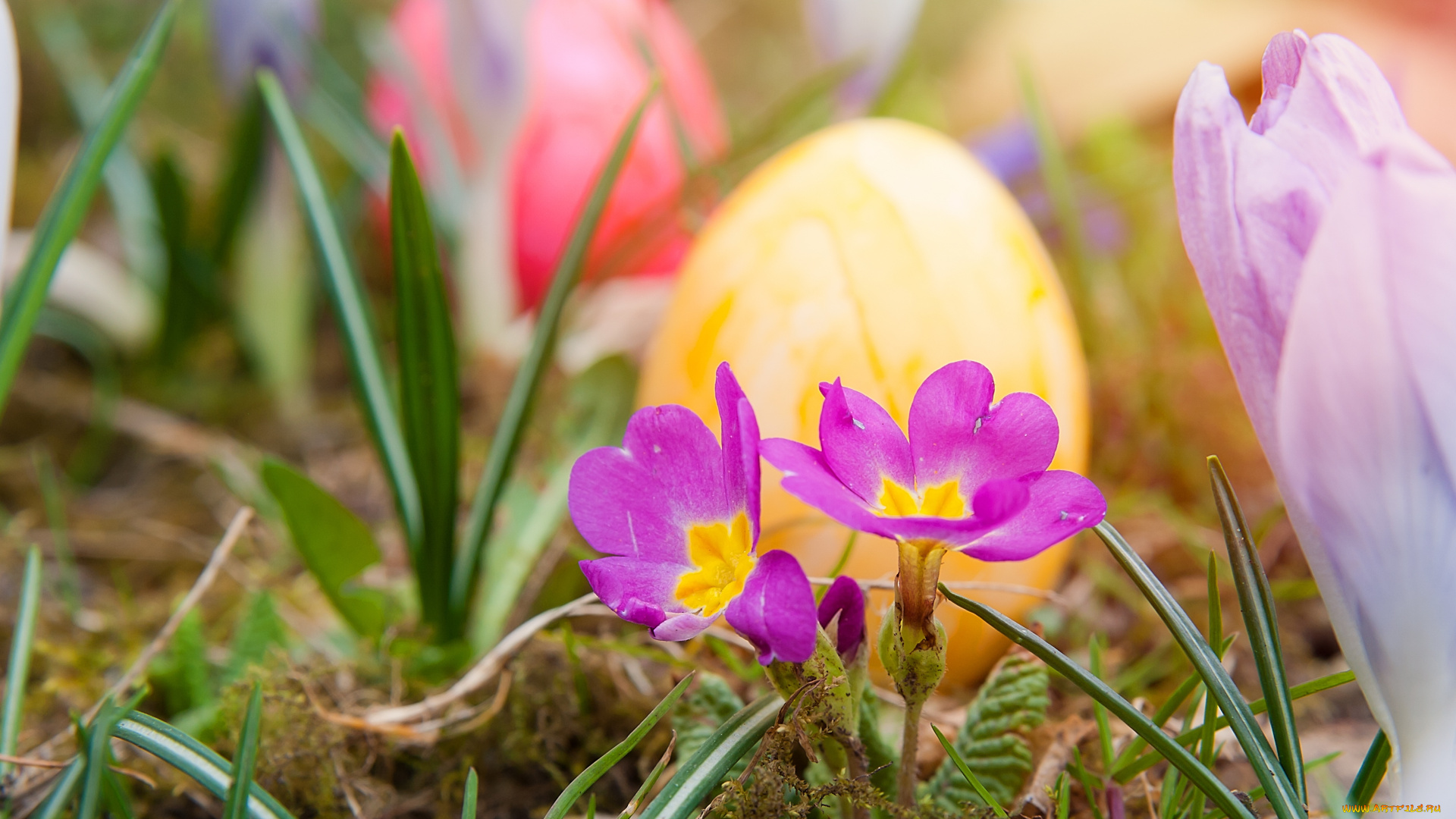 праздничные, пасха, яйца