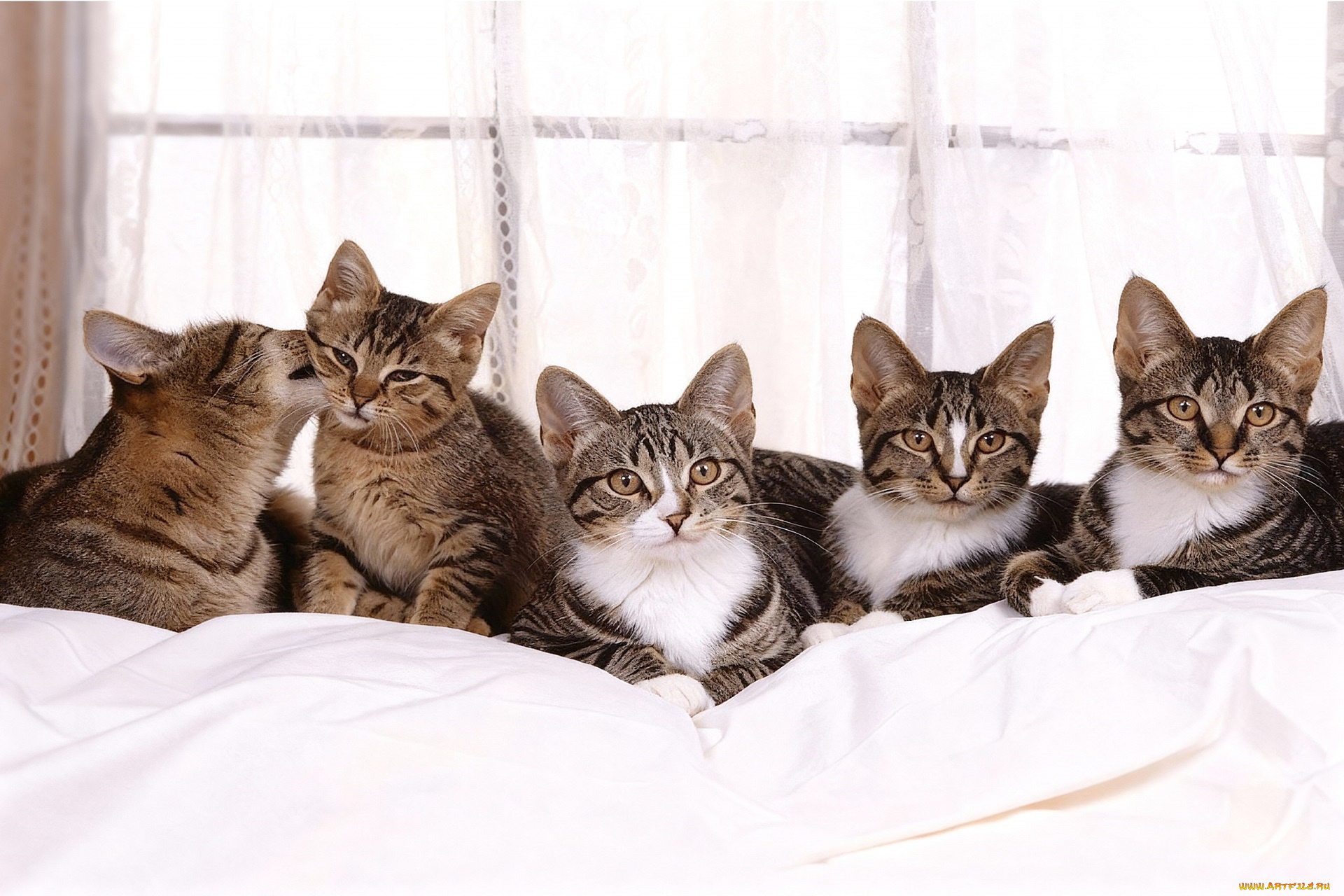 разное, компьютерный, дизайн, кот, кошка, котёнок