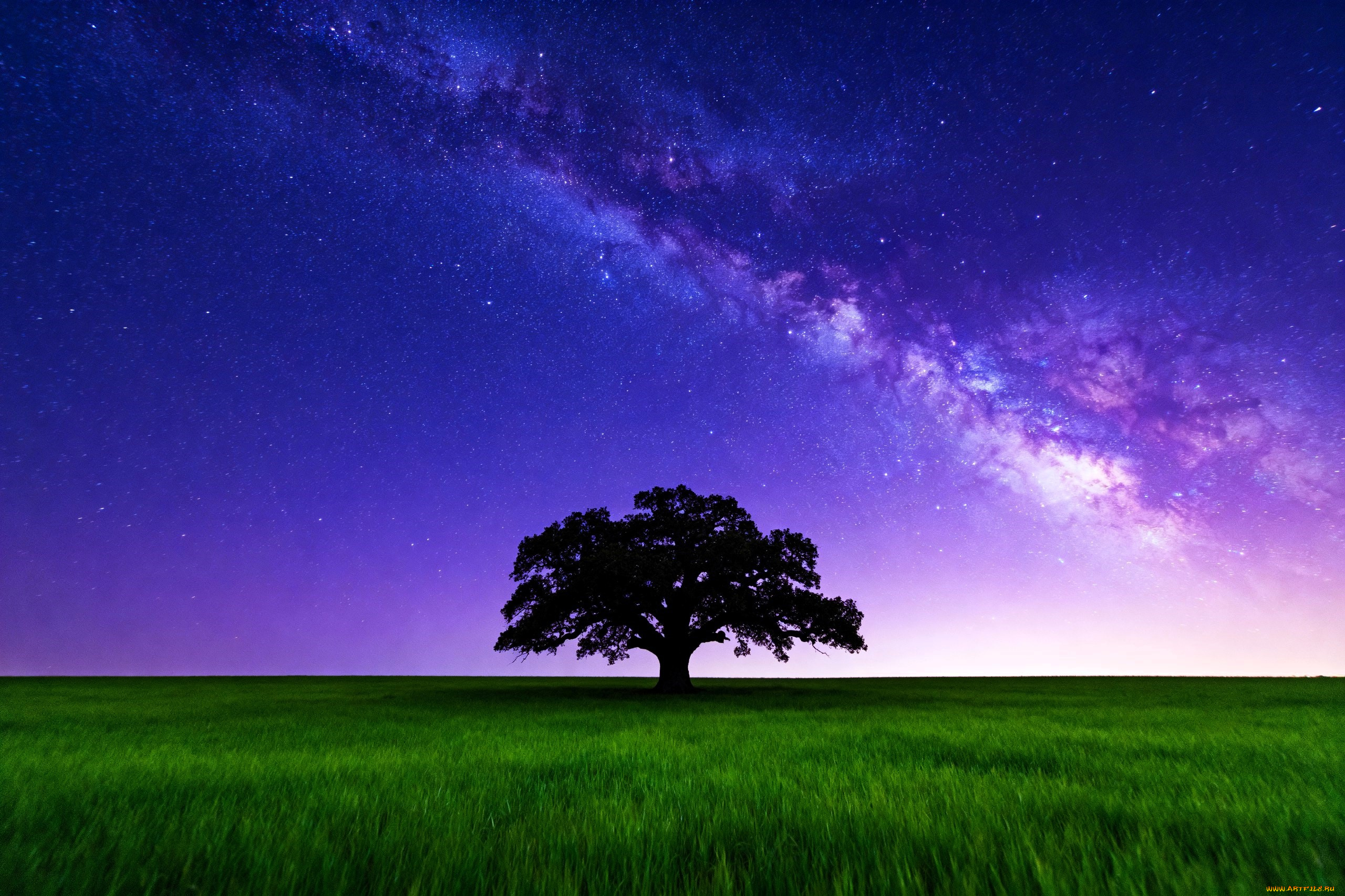 3д, графика, природа, , nature, поле, трава, дерево, небо, звезды, млечный, путь