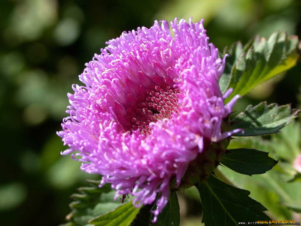 цветы, астры