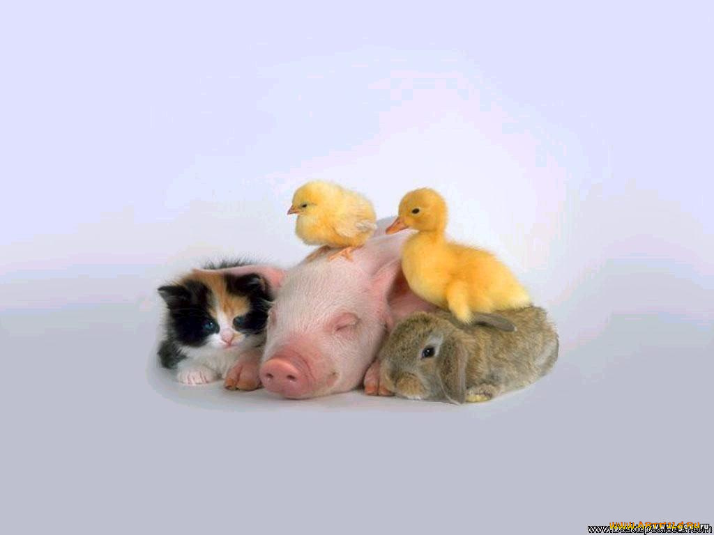 животные, разные, вместе