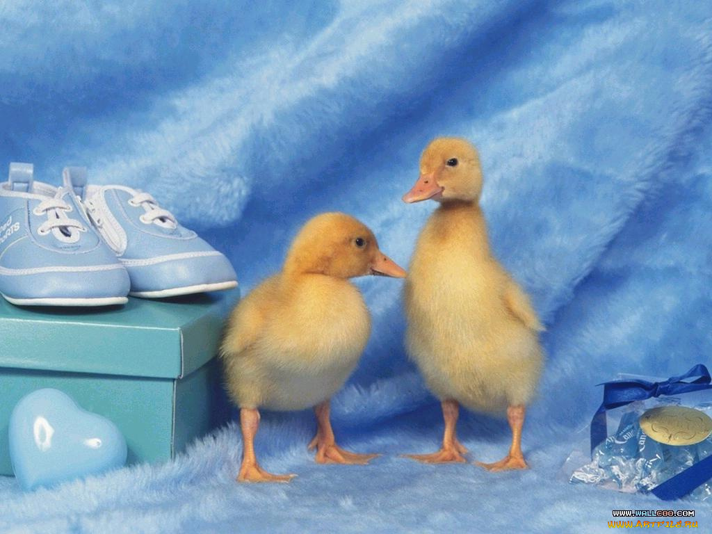 животные, утки