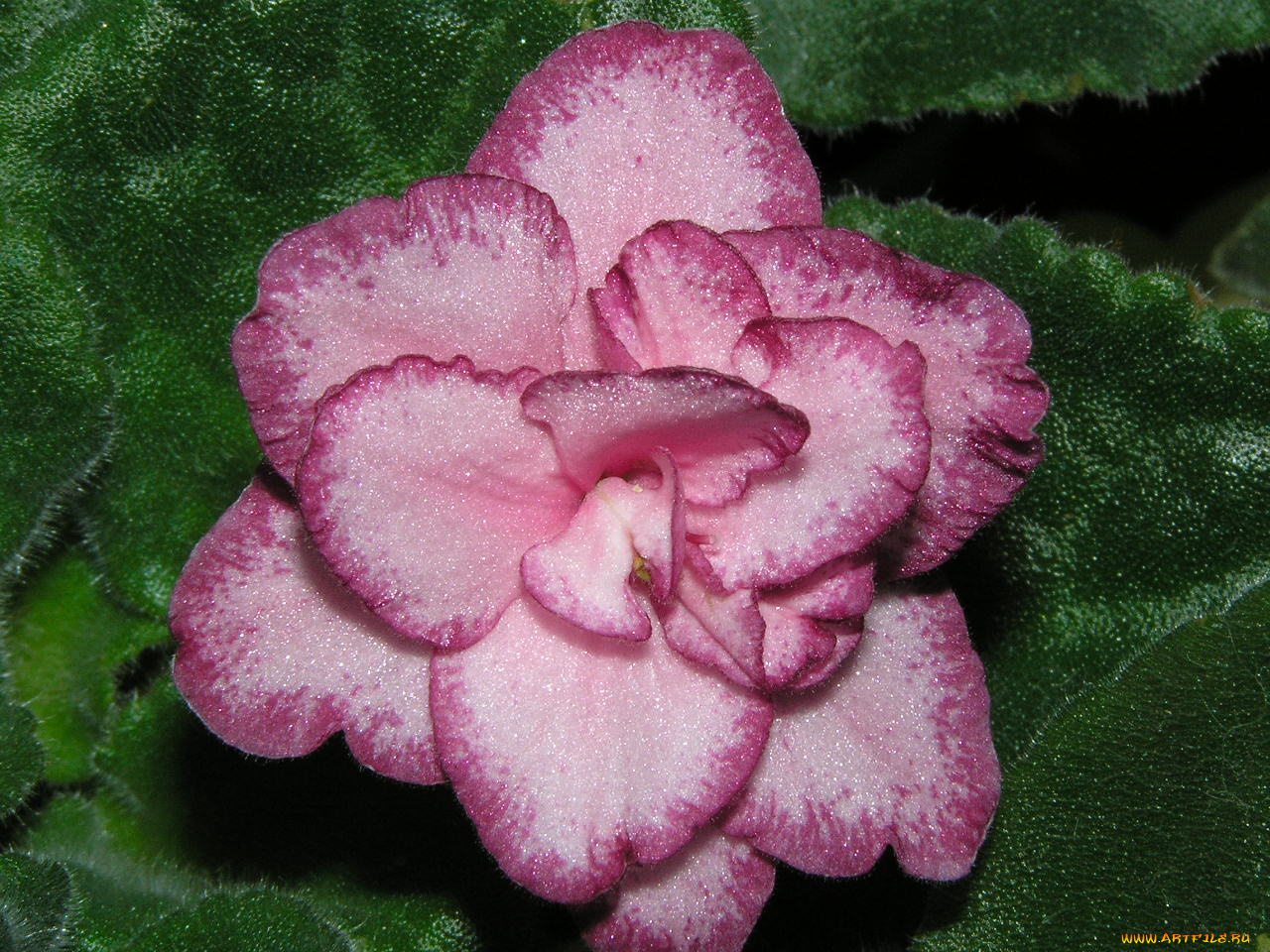 цветы, фиалки