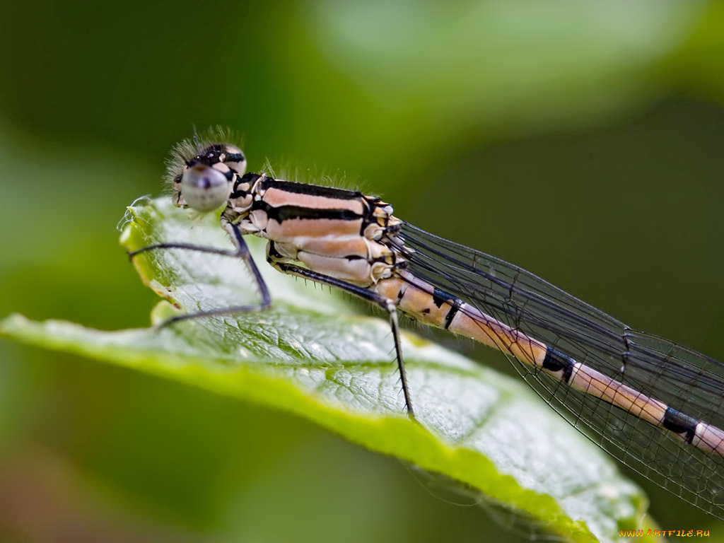 животные, стрекозы