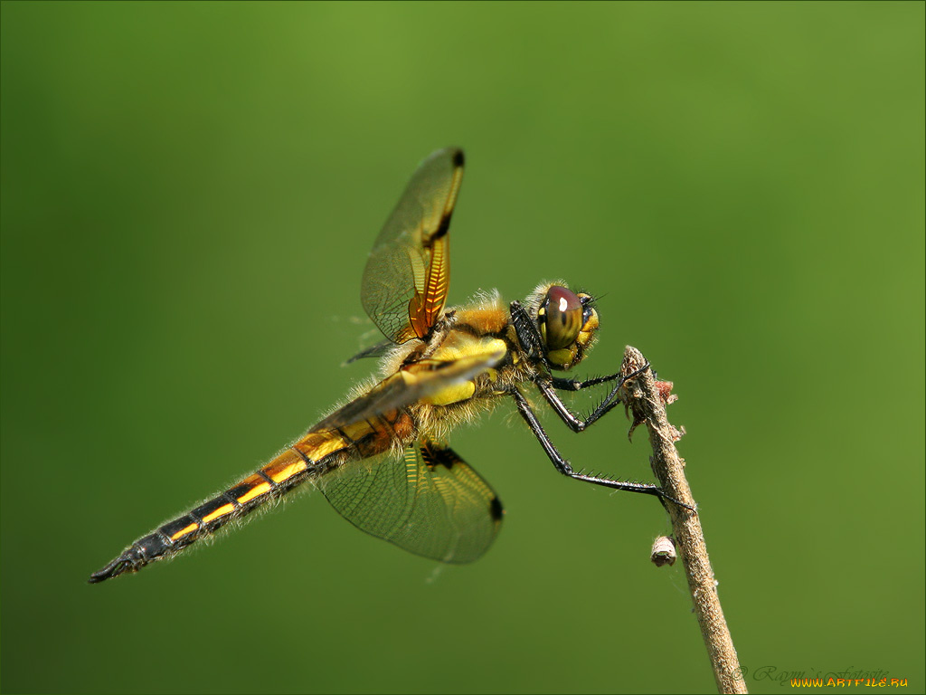 животные, стрекозы