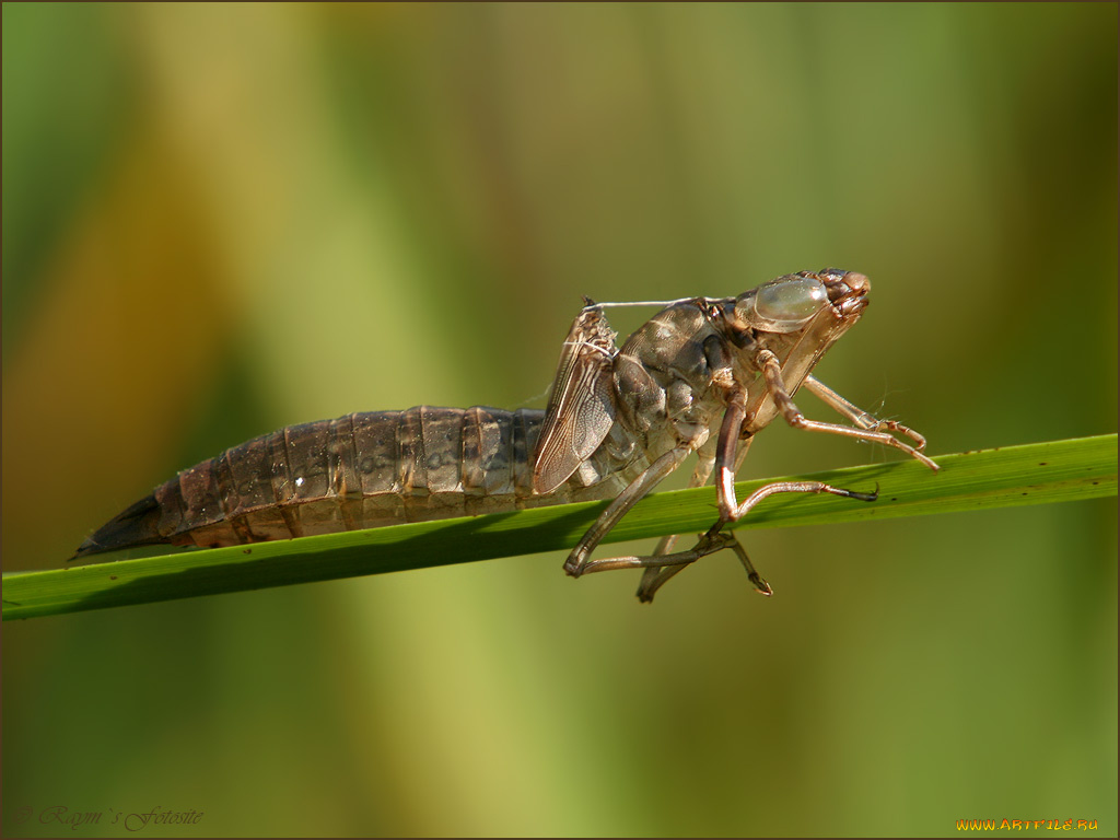 животные, стрекозы