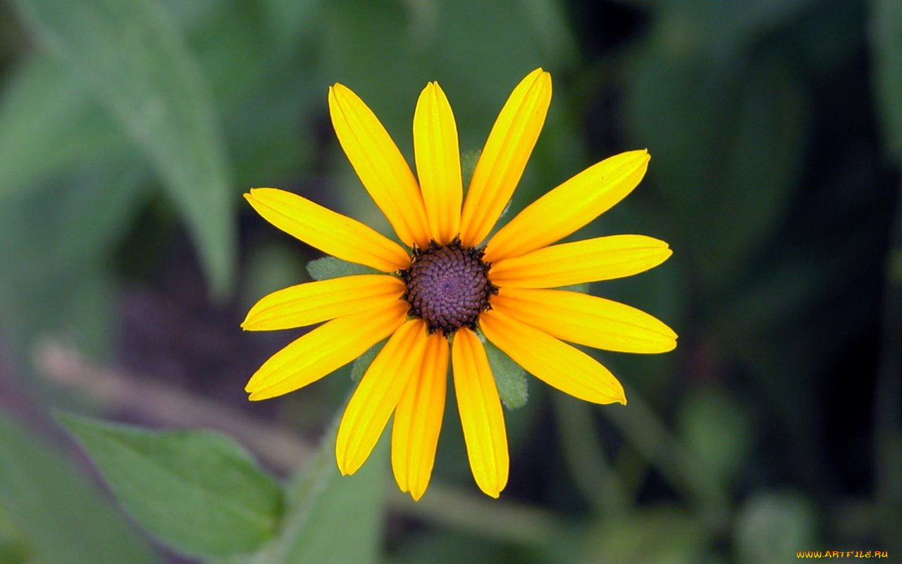 цветы, диморфотеки