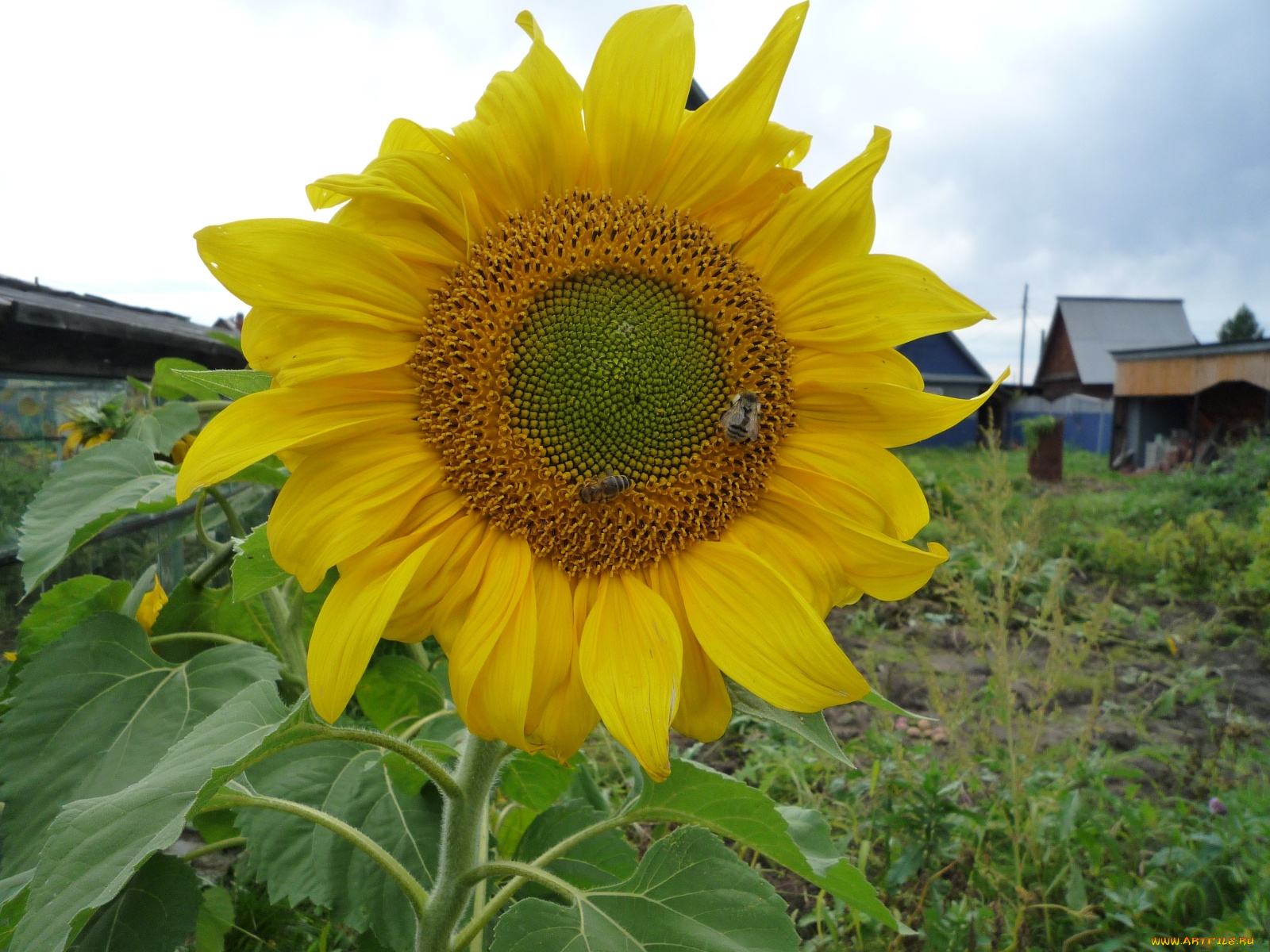 цветы, подсолнухи