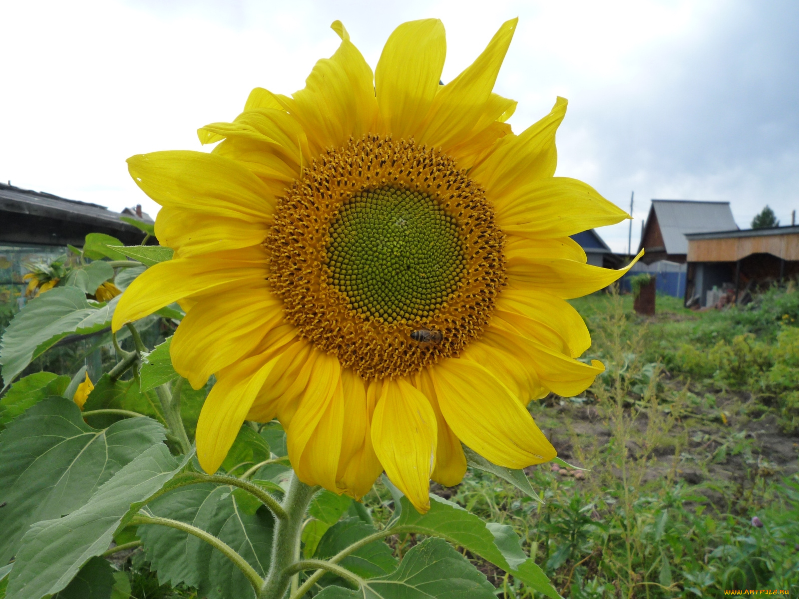 цветы, подсолнухи
