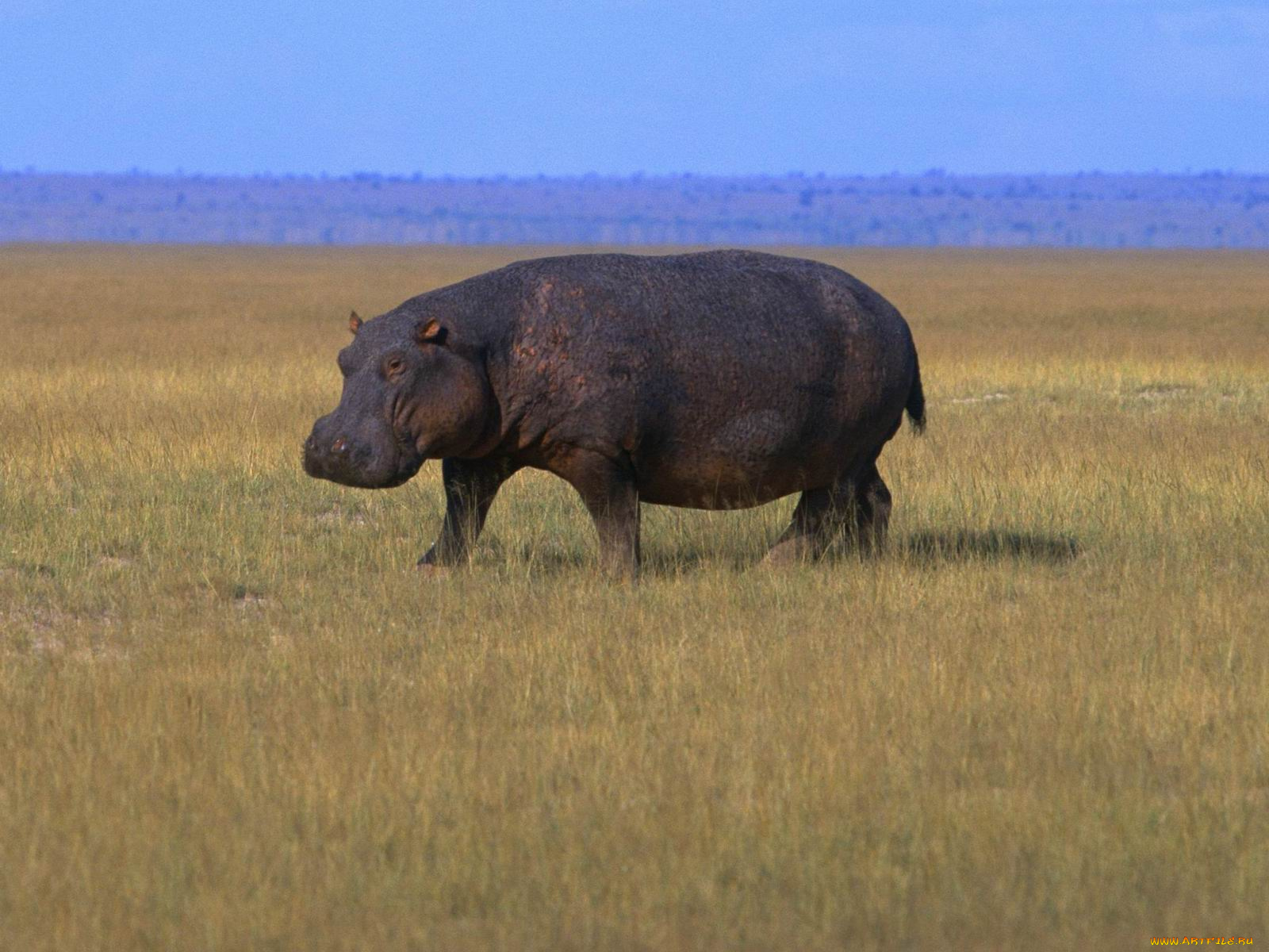 животные, бегемоты