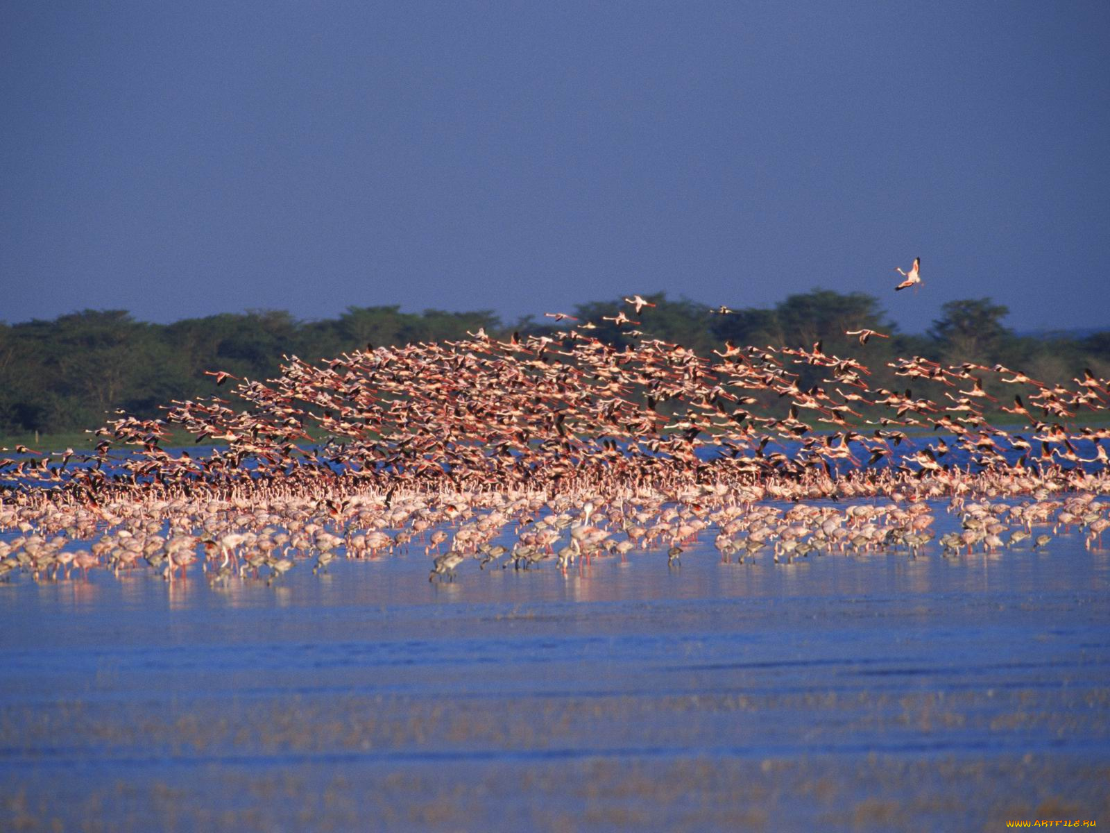 животные, фламинго