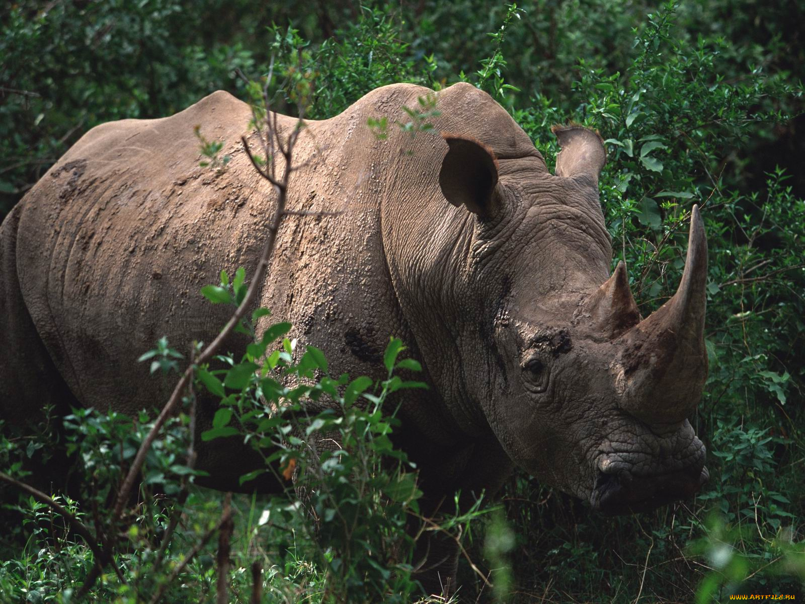 животные, носороги