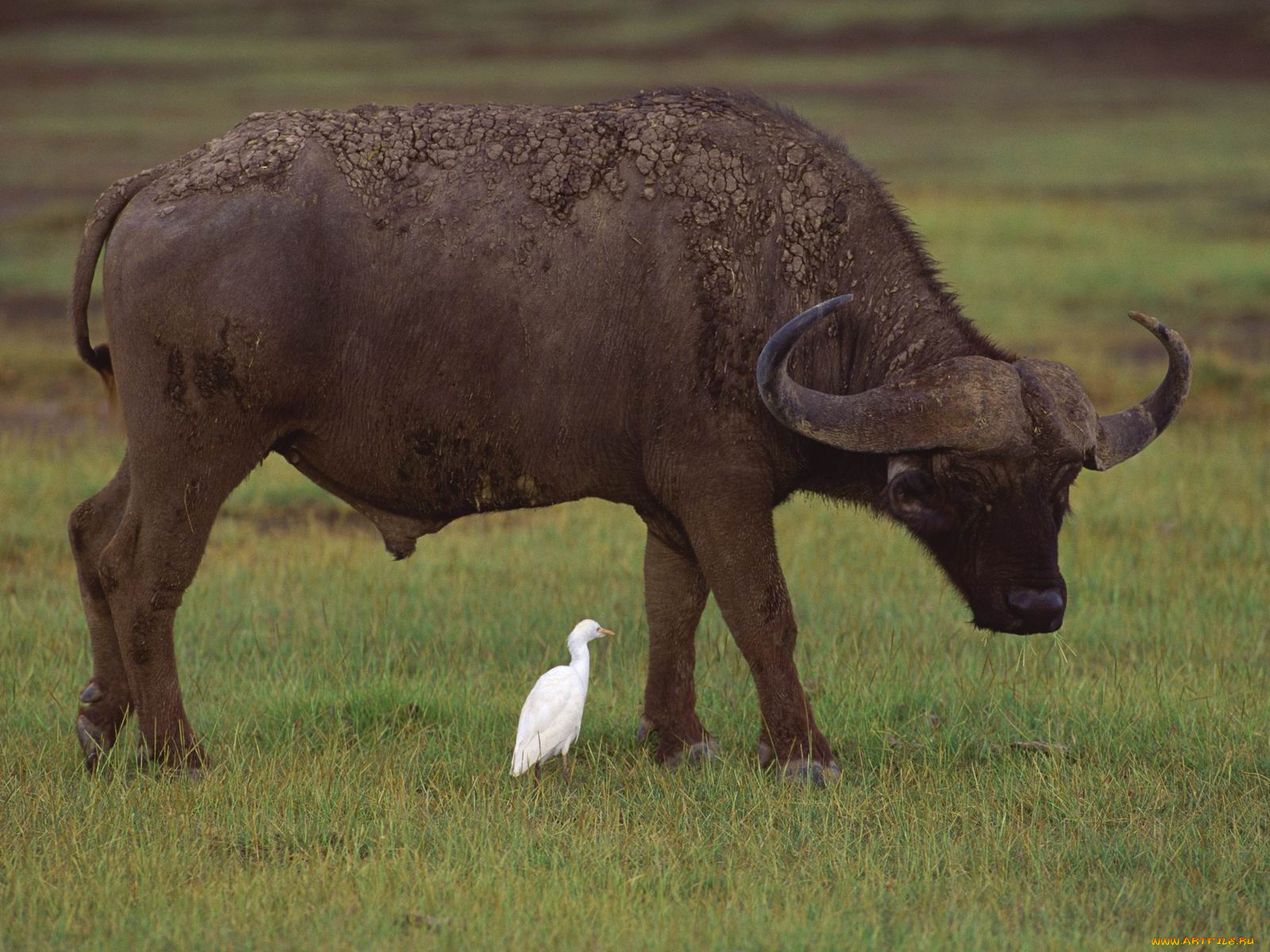 животные, разные, вместе