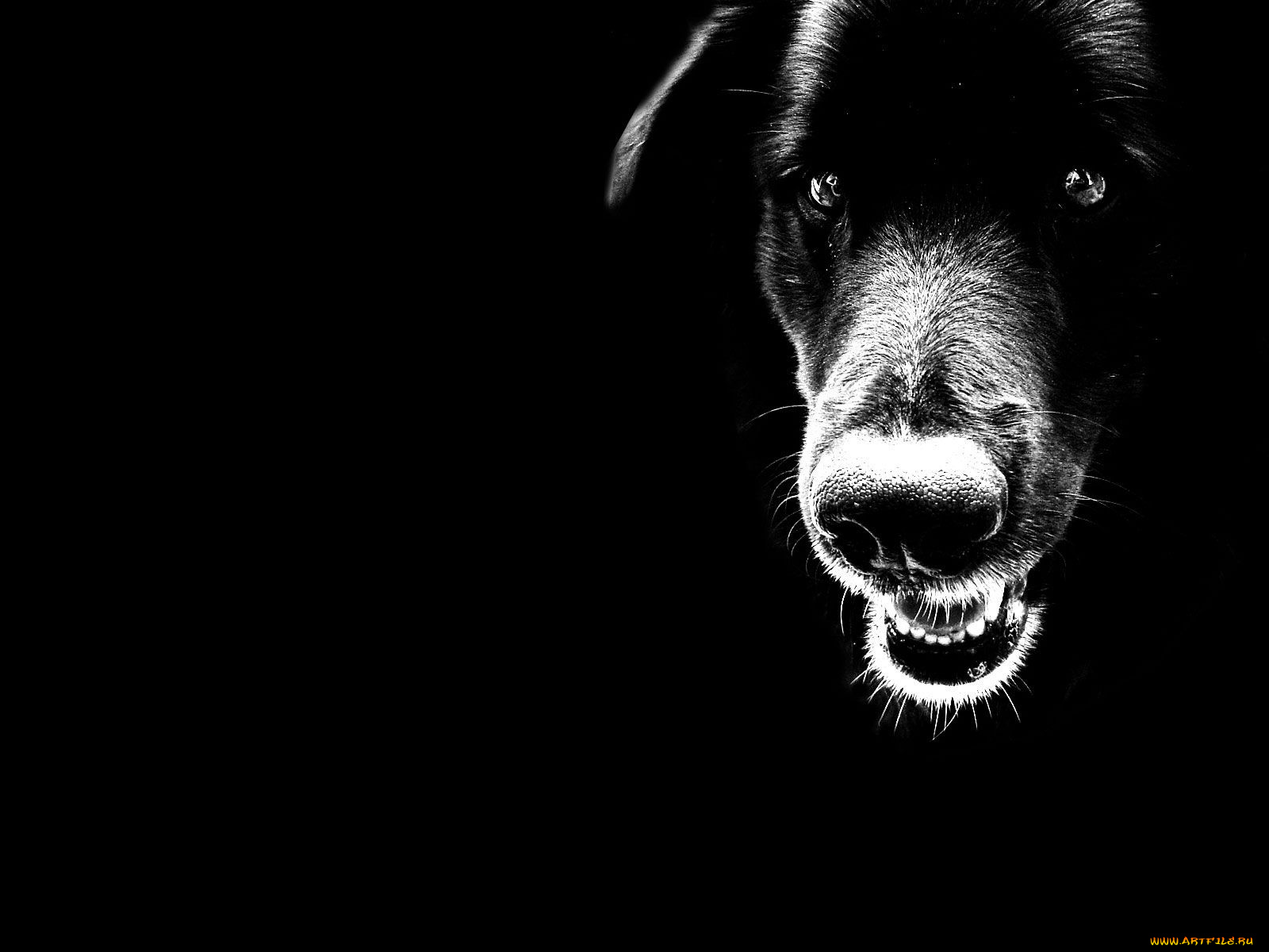 животные, собаки