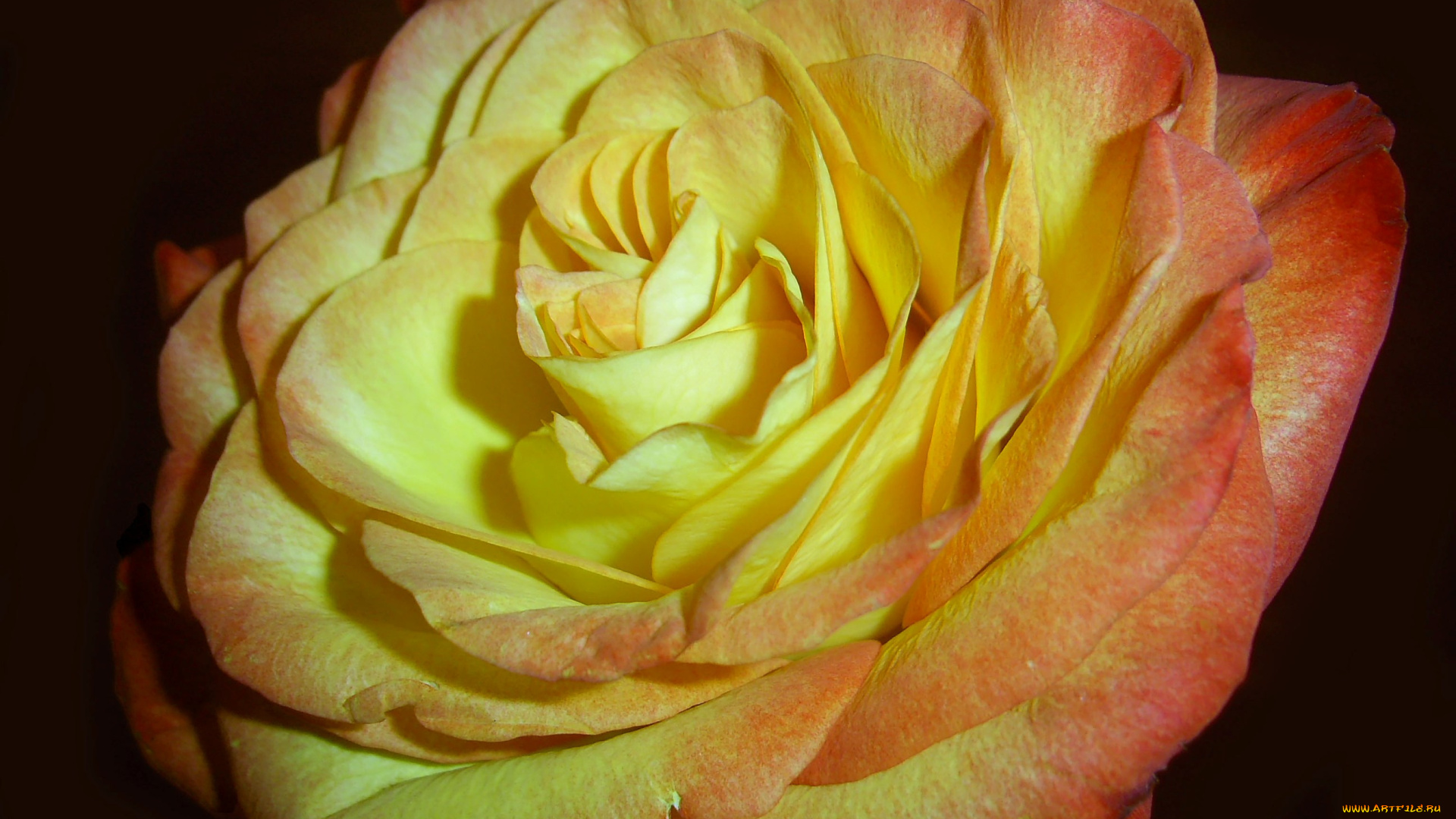 цветы, розы