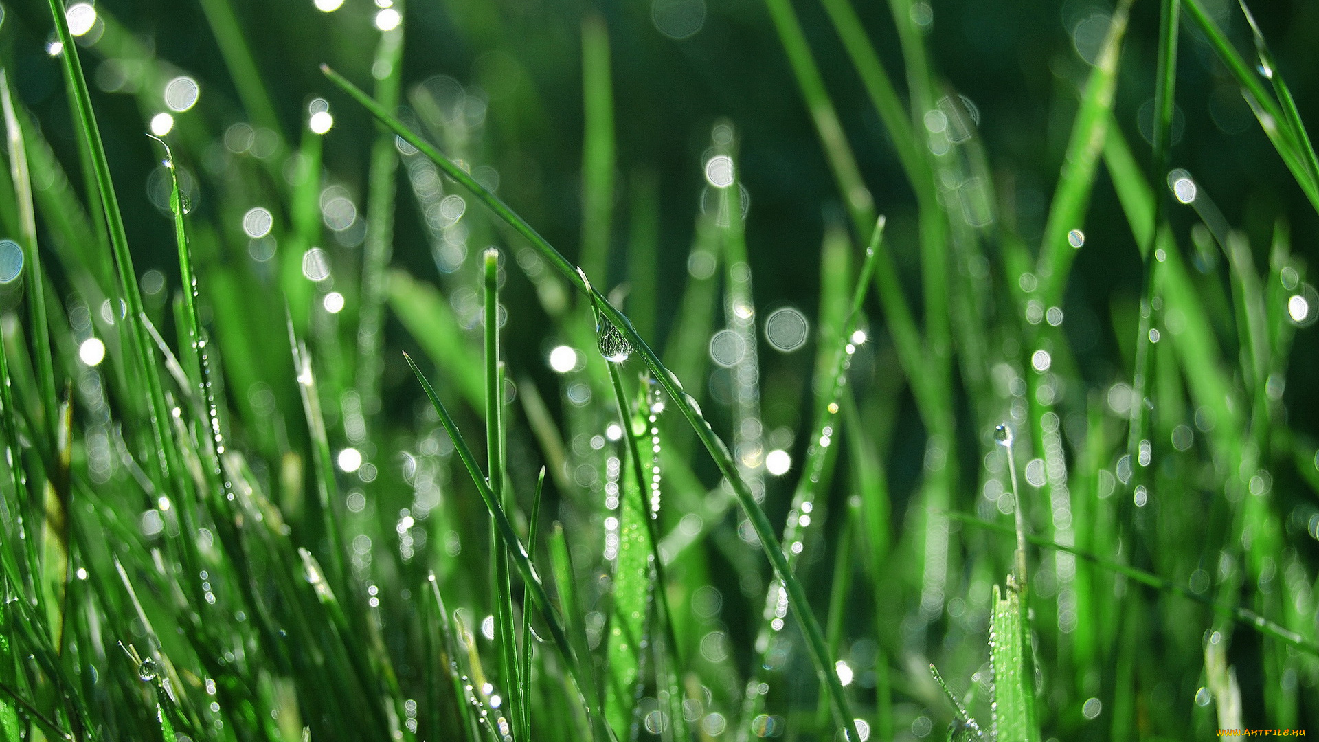 природа, макро