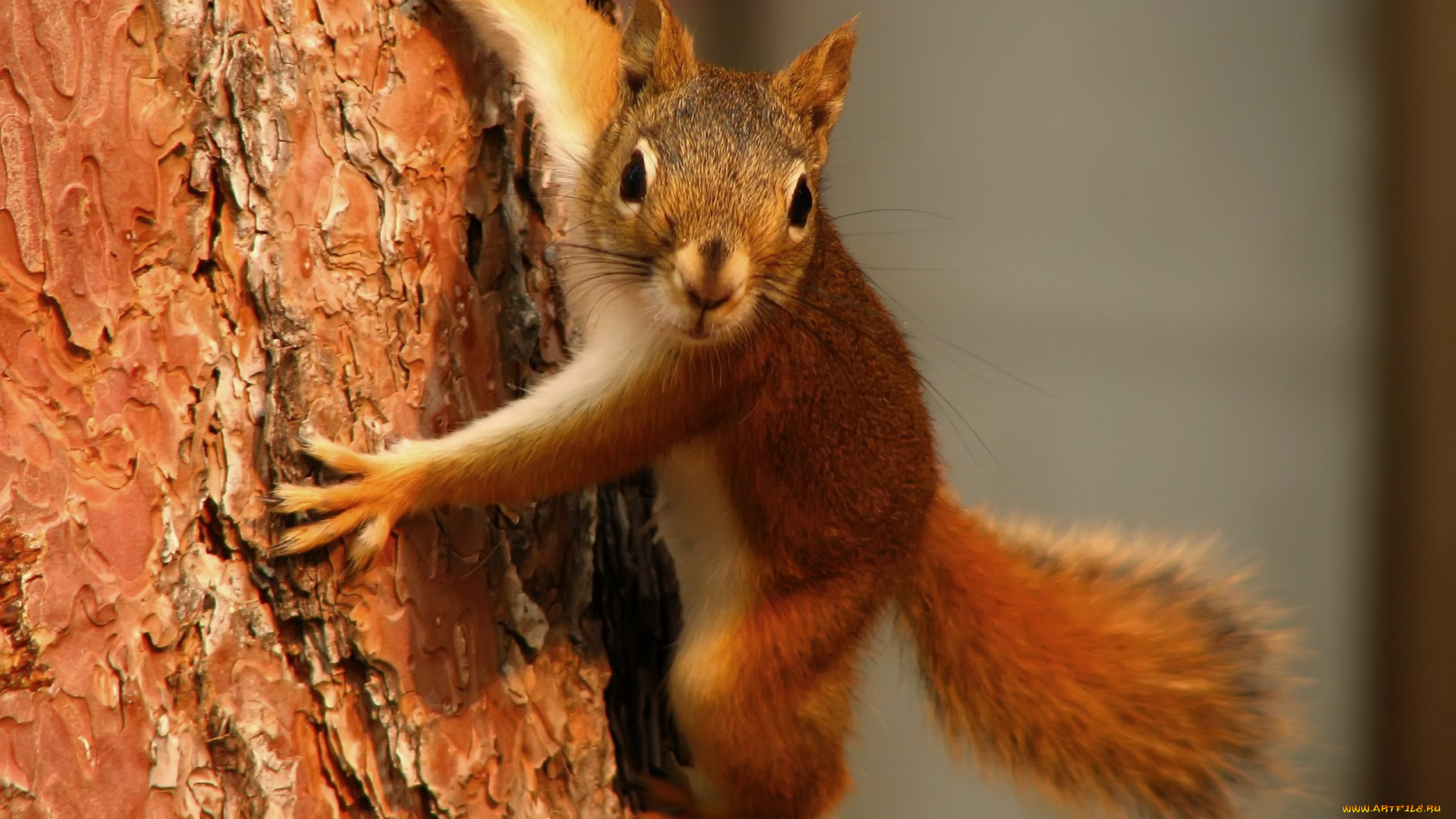 животные, белки