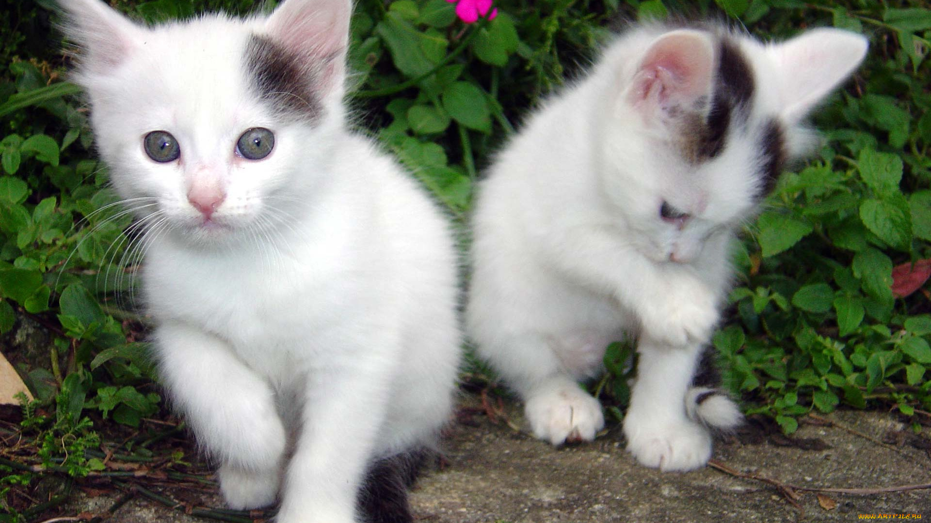 животные, коты