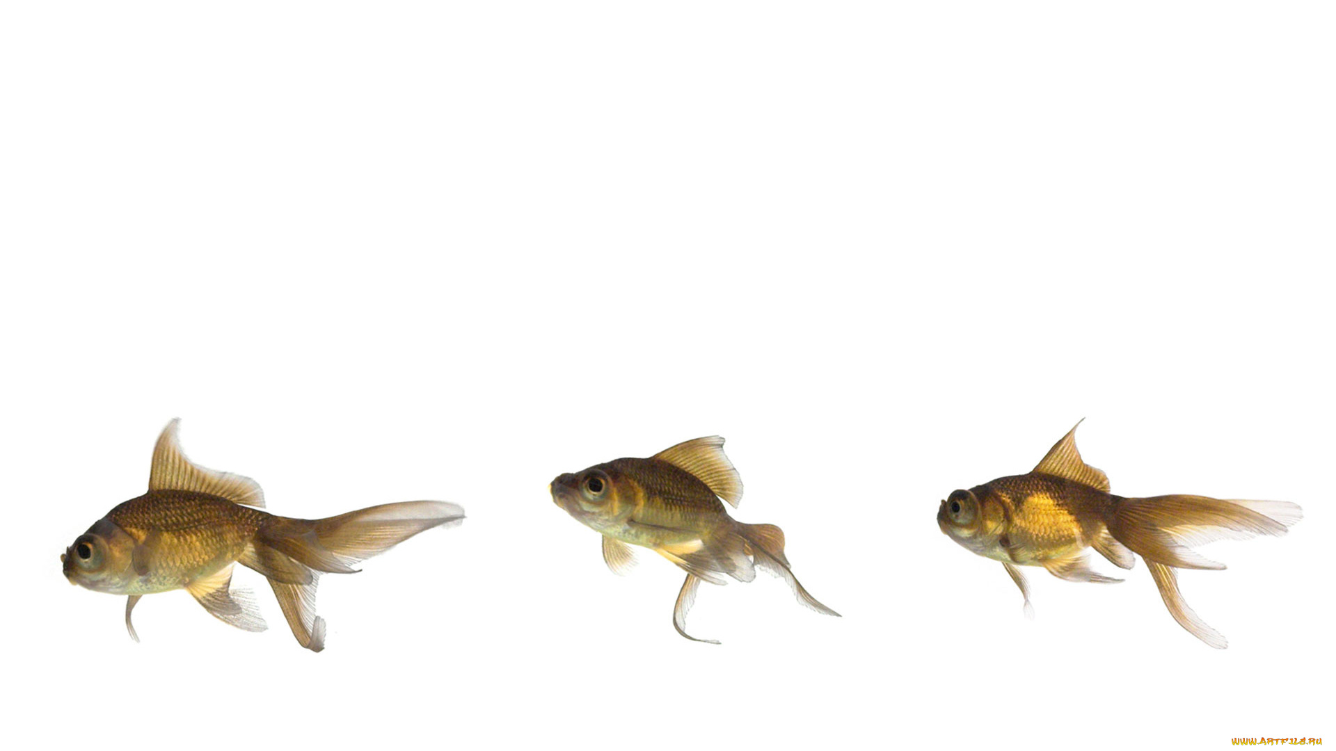 животные, рыбы