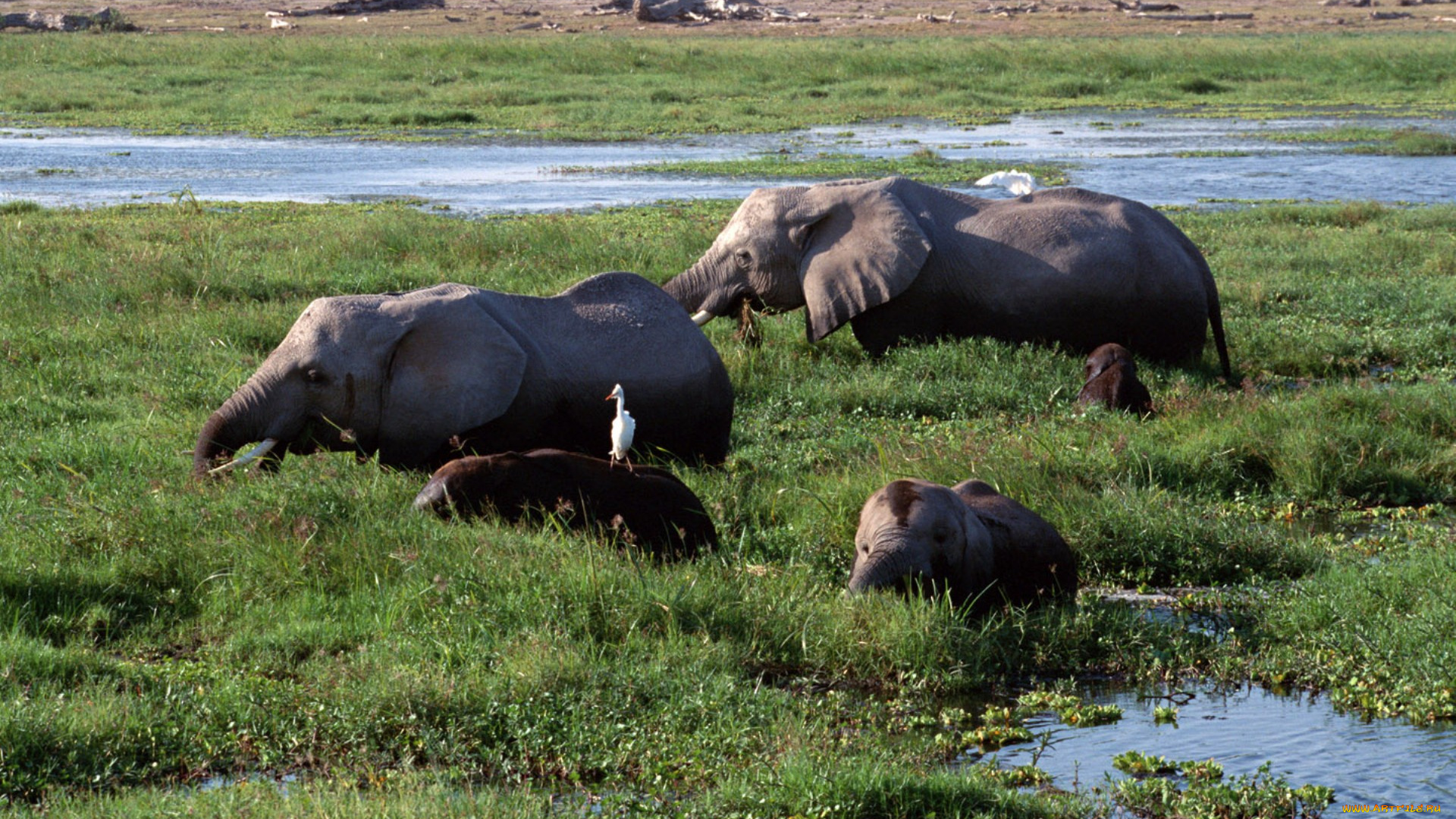 животные, слоны