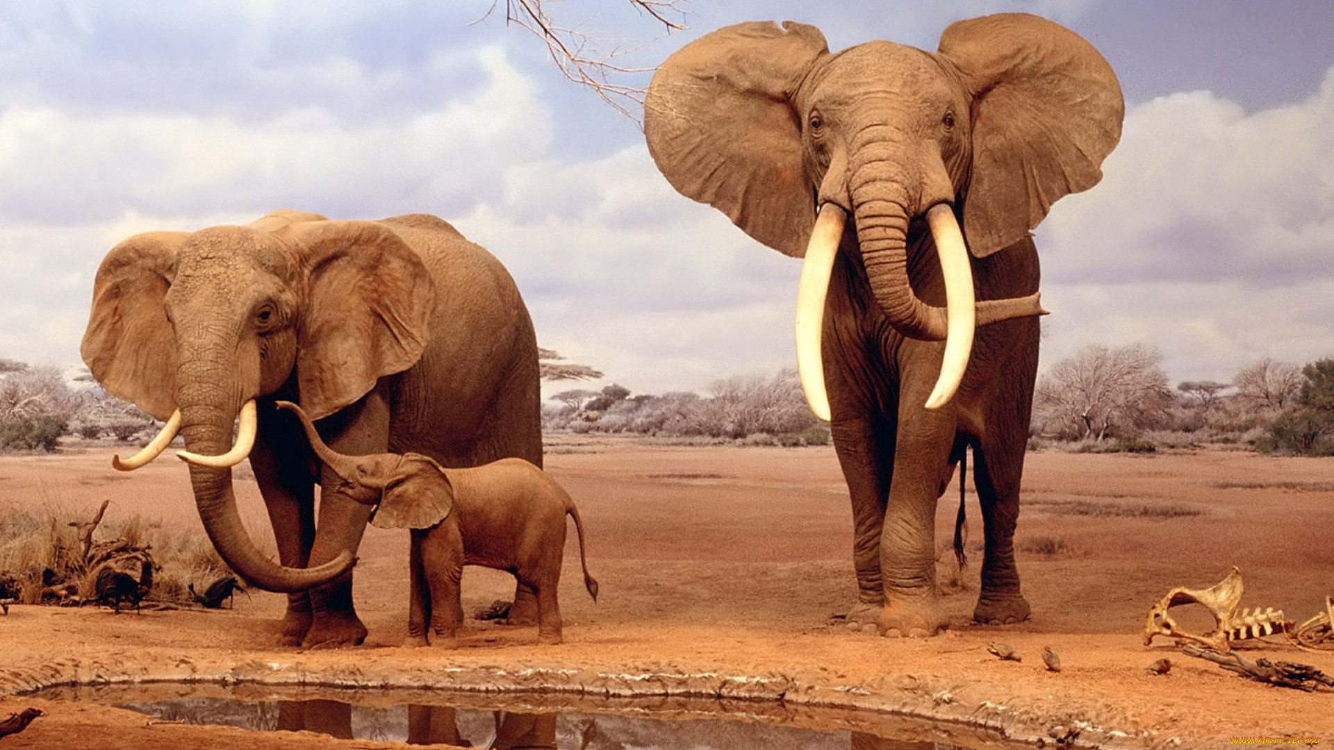 животные, слоны