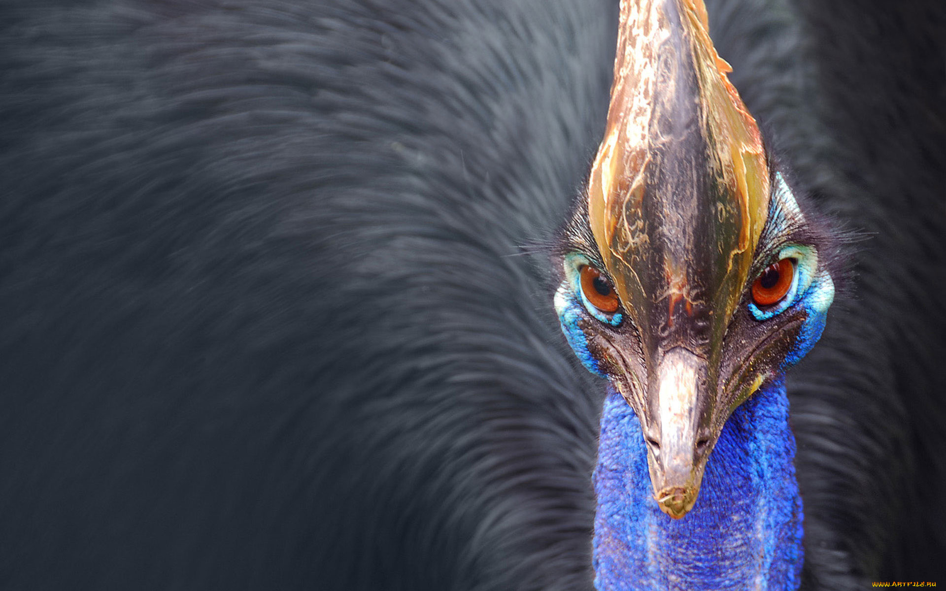 животные, птицы