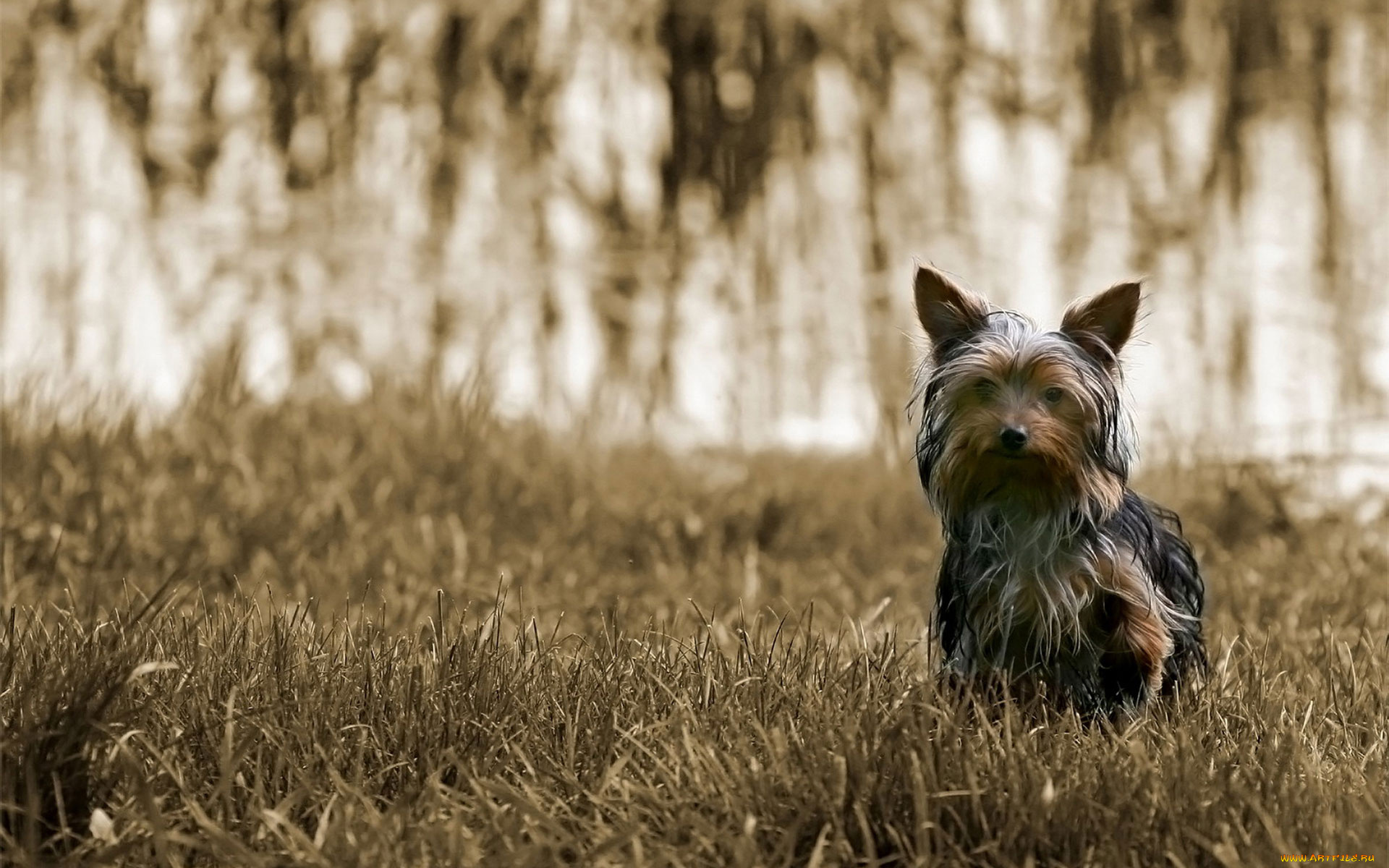 животные, собаки