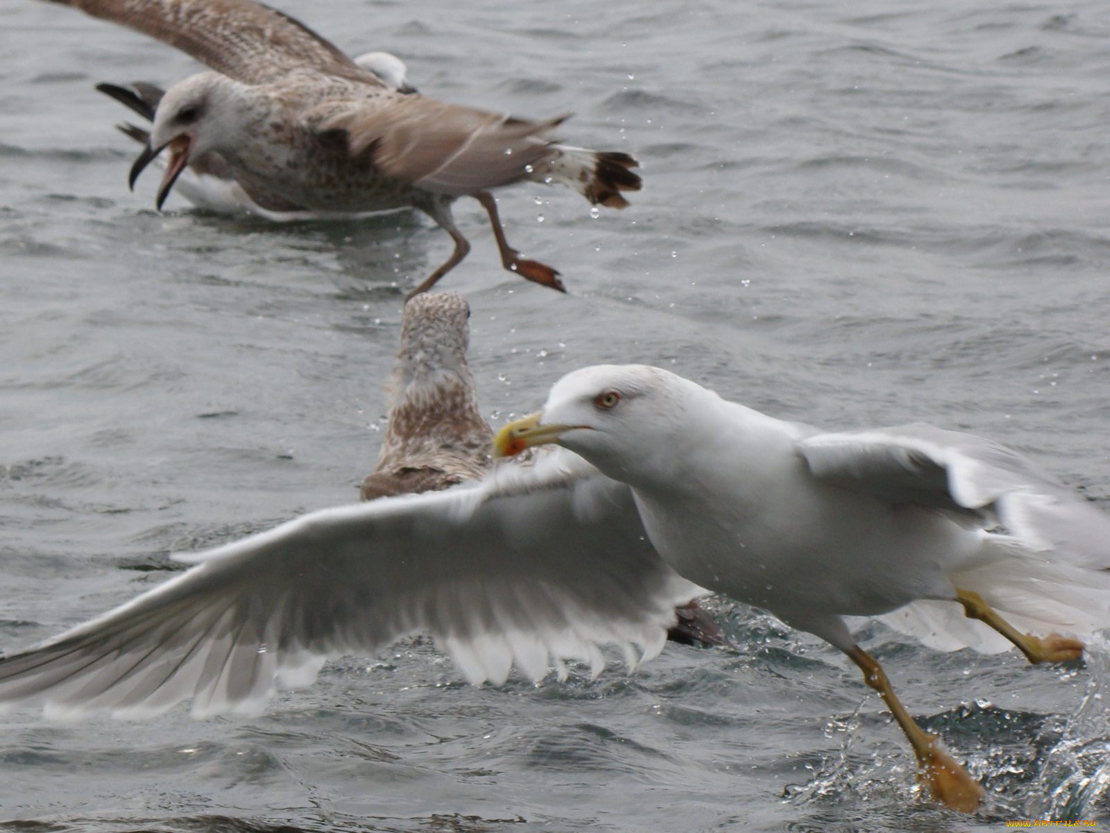 Чайки, животные, бакланы, крачки