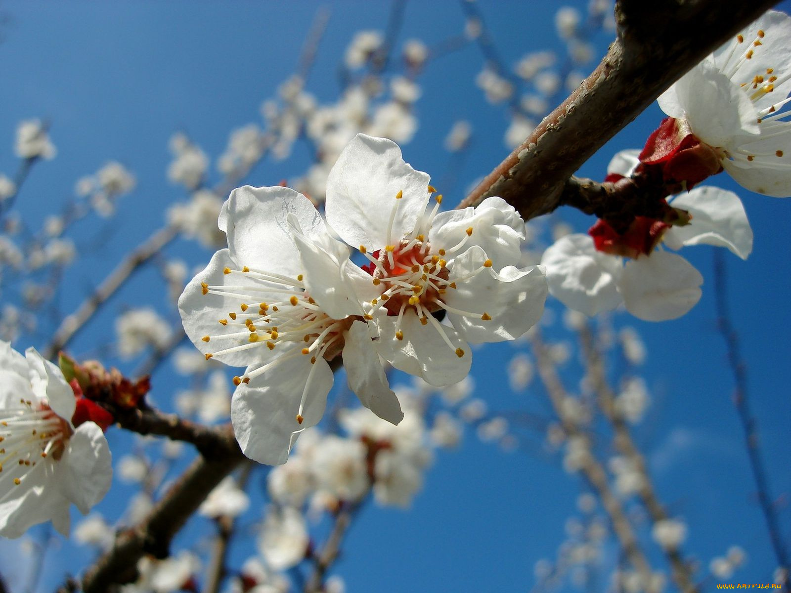 цветы, цветущие, деревья, кустарники