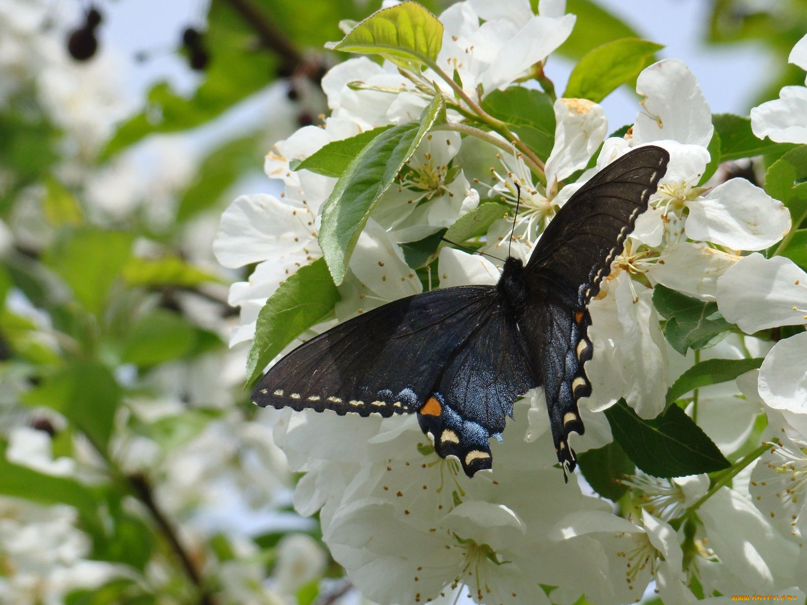 животные, бабочки