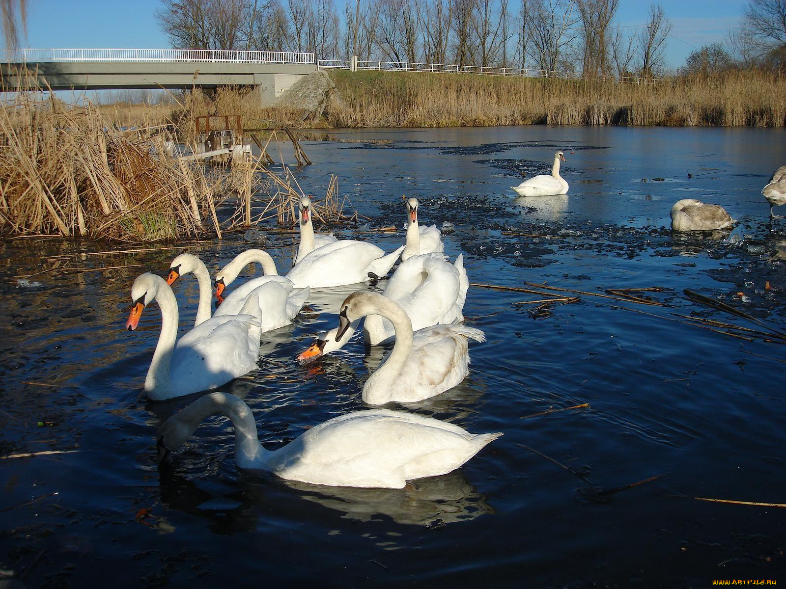 животные, лебеди