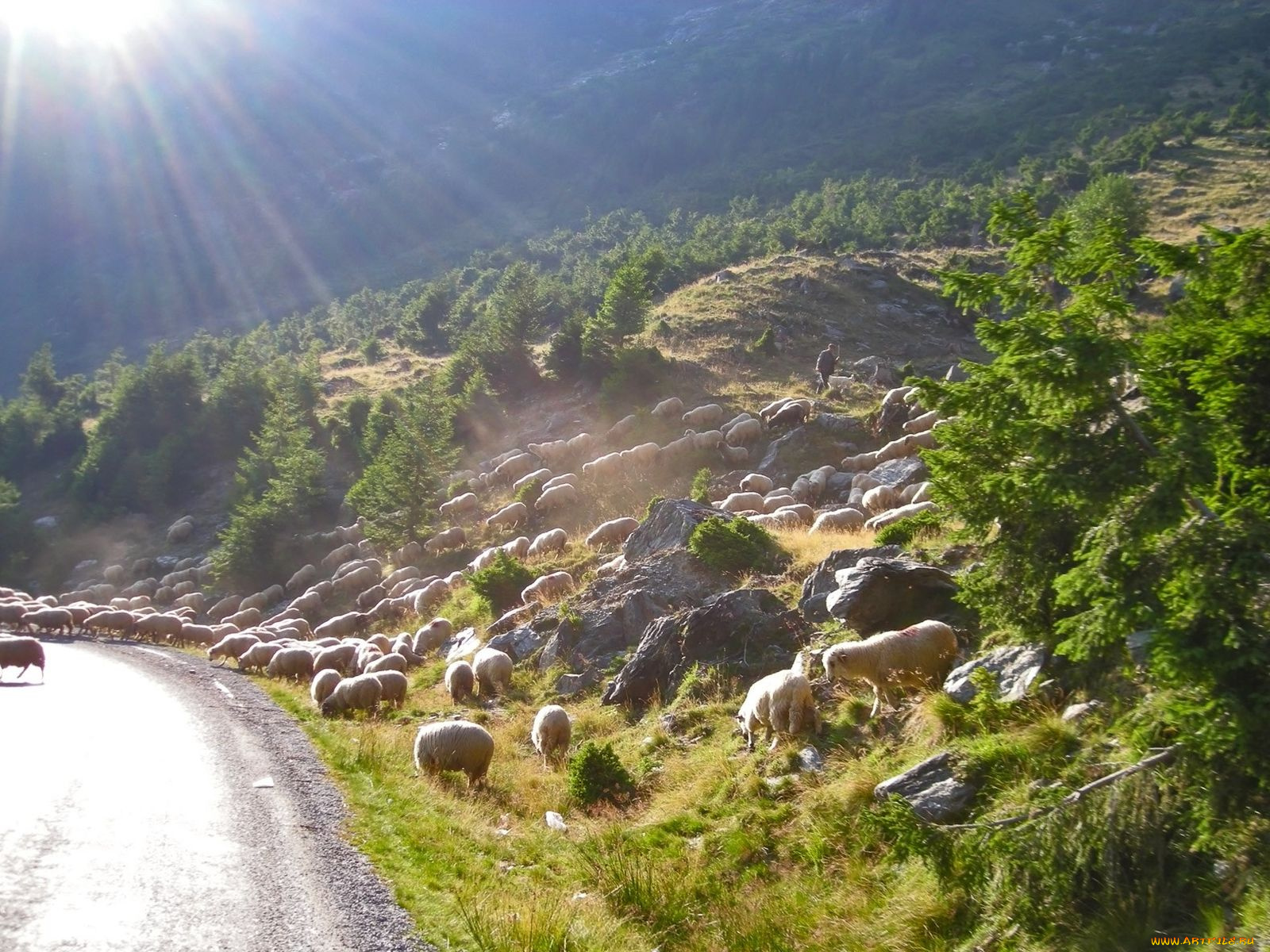 животные, овцы, бараны