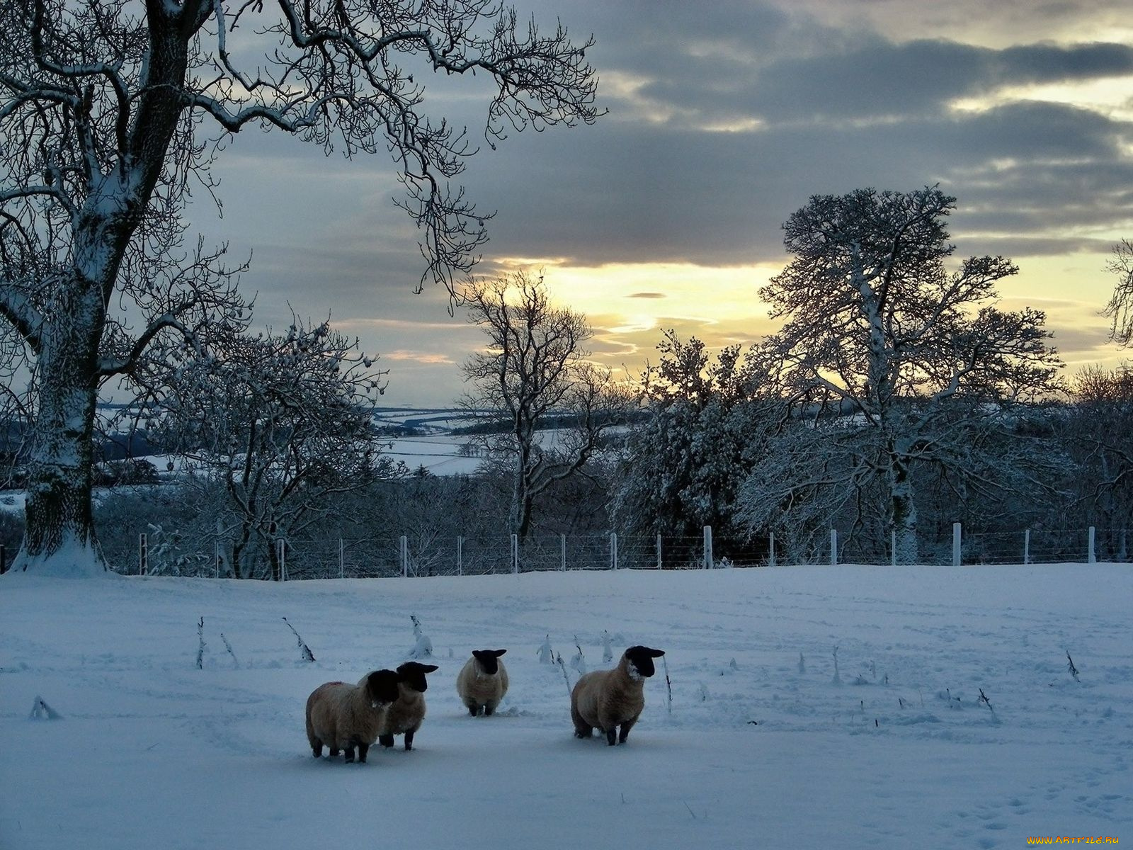 животные, овцы, бараны