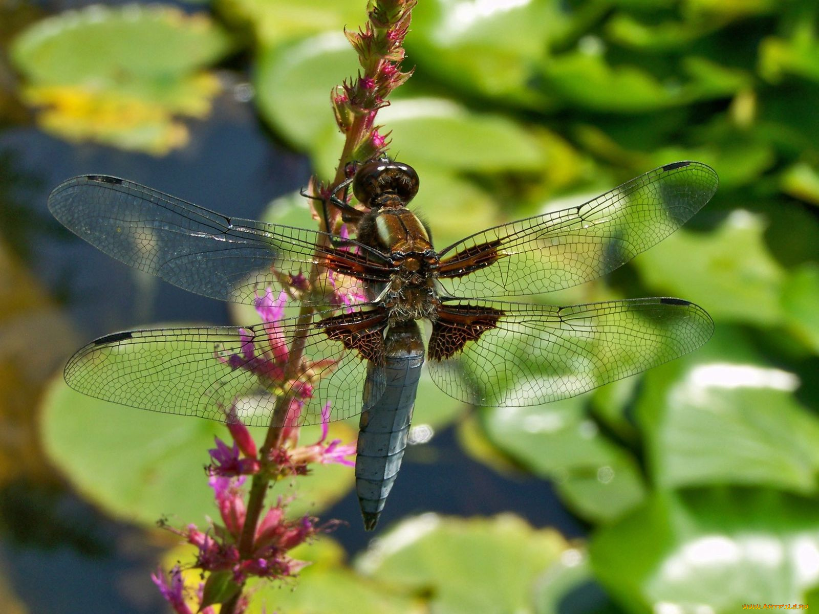 животные, стрекозы