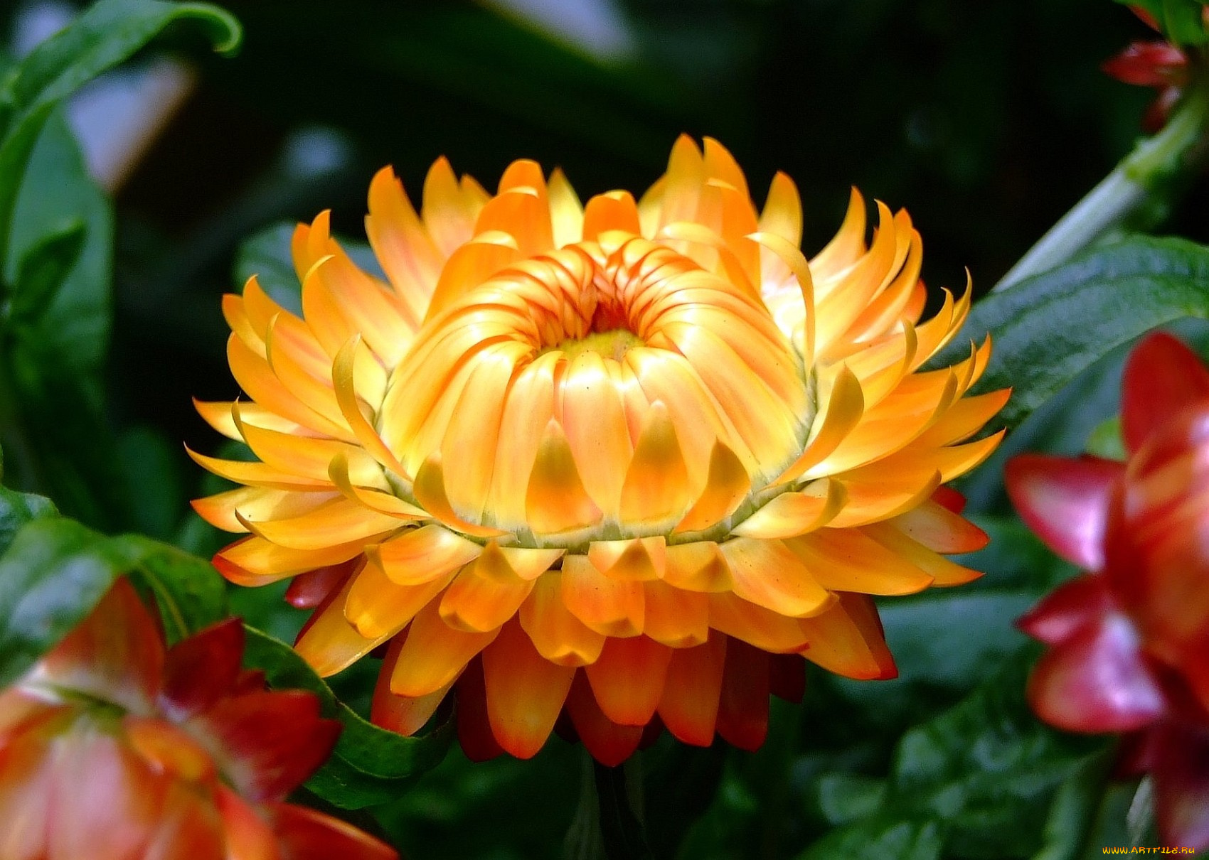 цветы, бессмертник, круглый, желтый