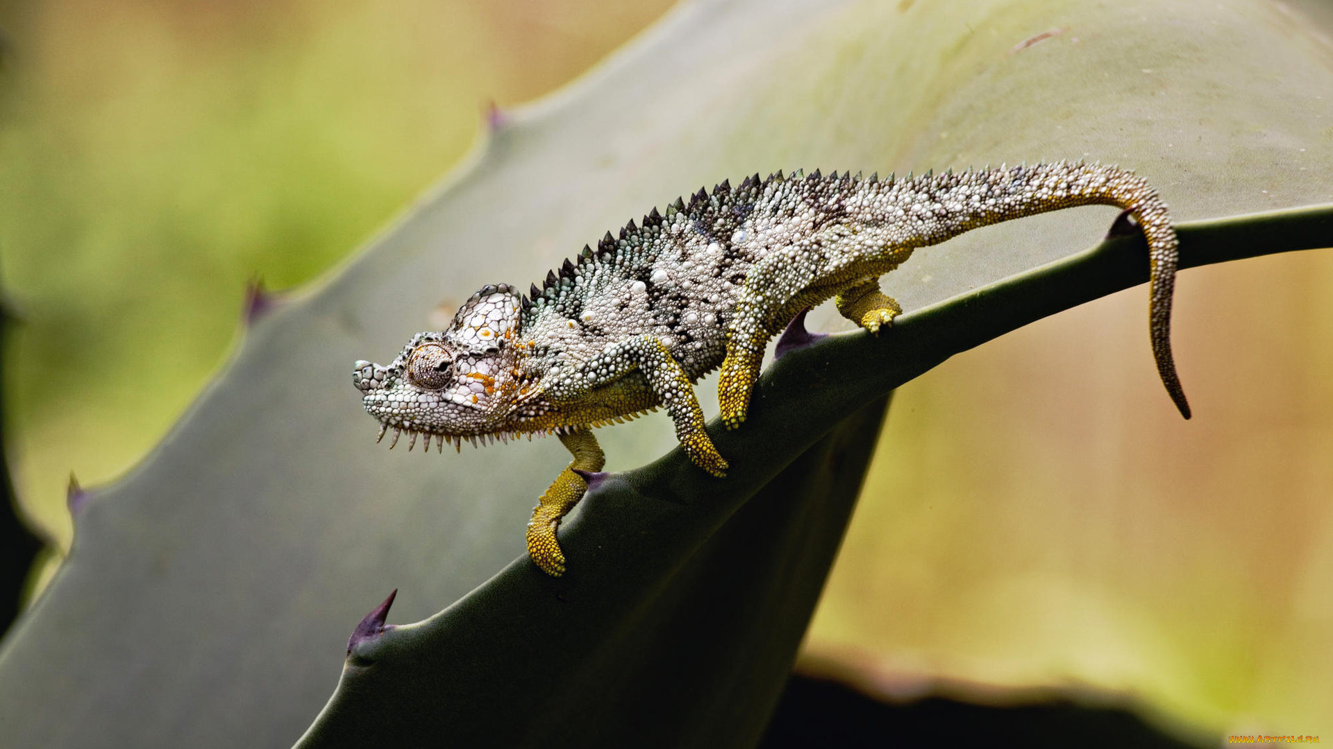 животные, хамелеоны, хамелеон