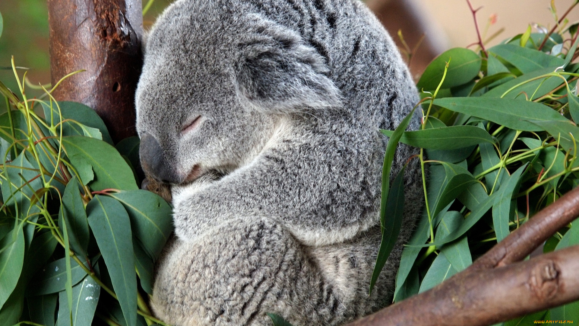 животные, коалы, толстый, сон, милый, серый