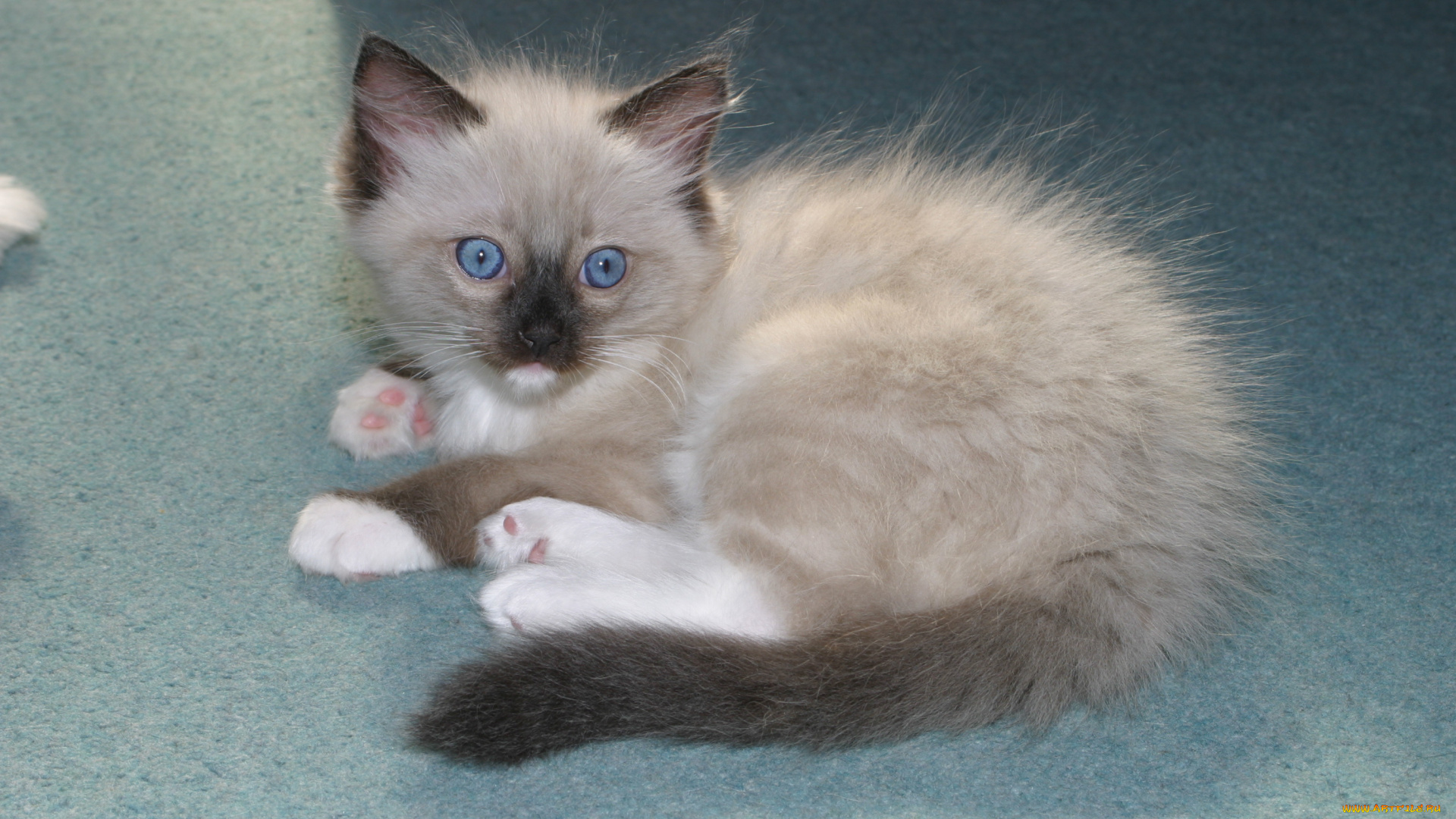 животные, коты, котенок