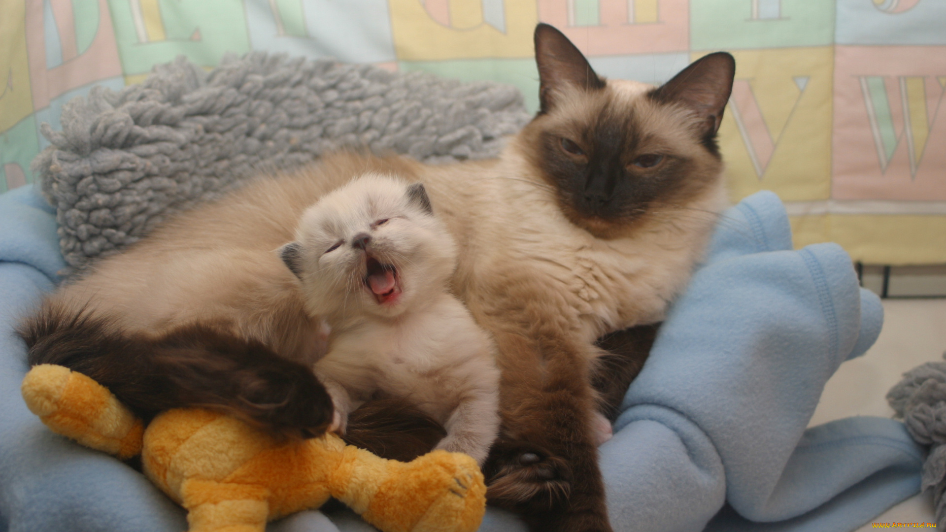 животные, коты, котенок