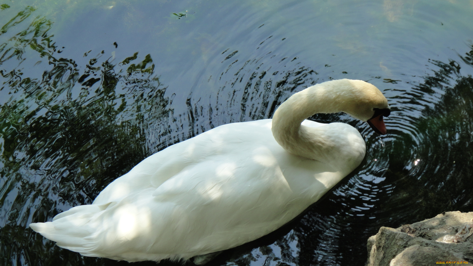 животные, лебеди, лебедь, озеро, вода