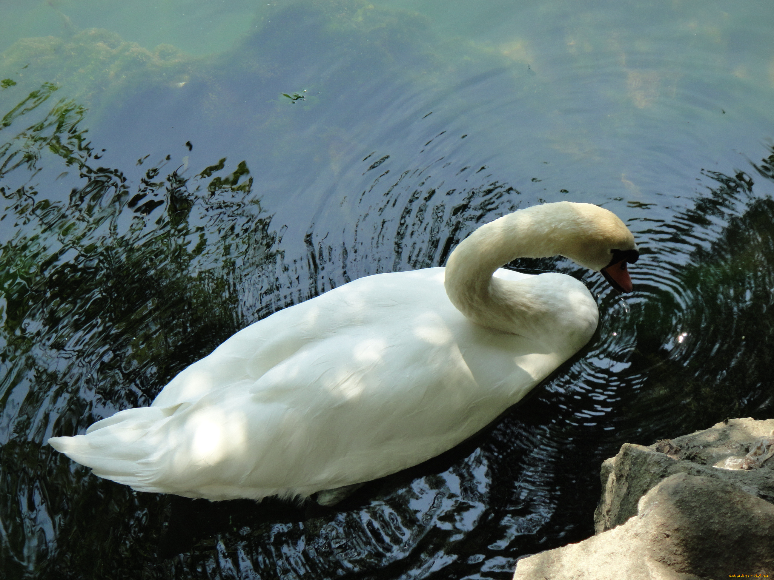 животные, лебеди, лебедь, озеро, вода