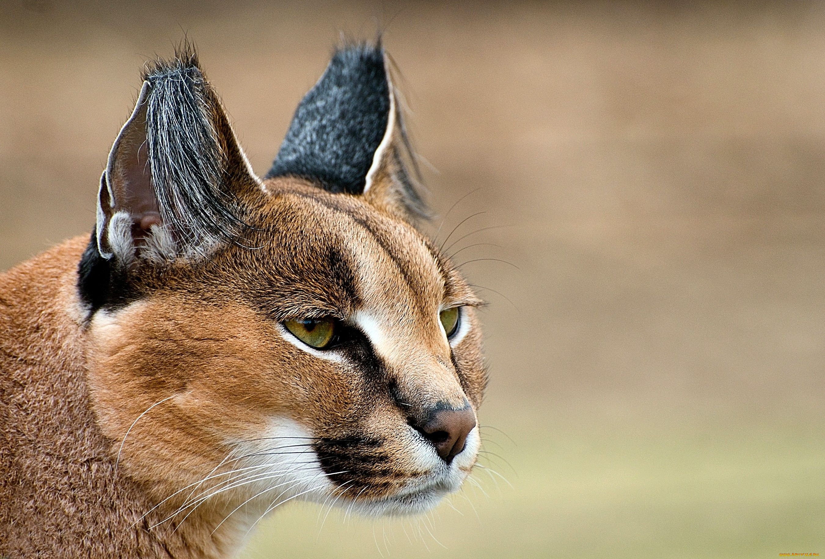 животные, рыси, каракал, взгляд